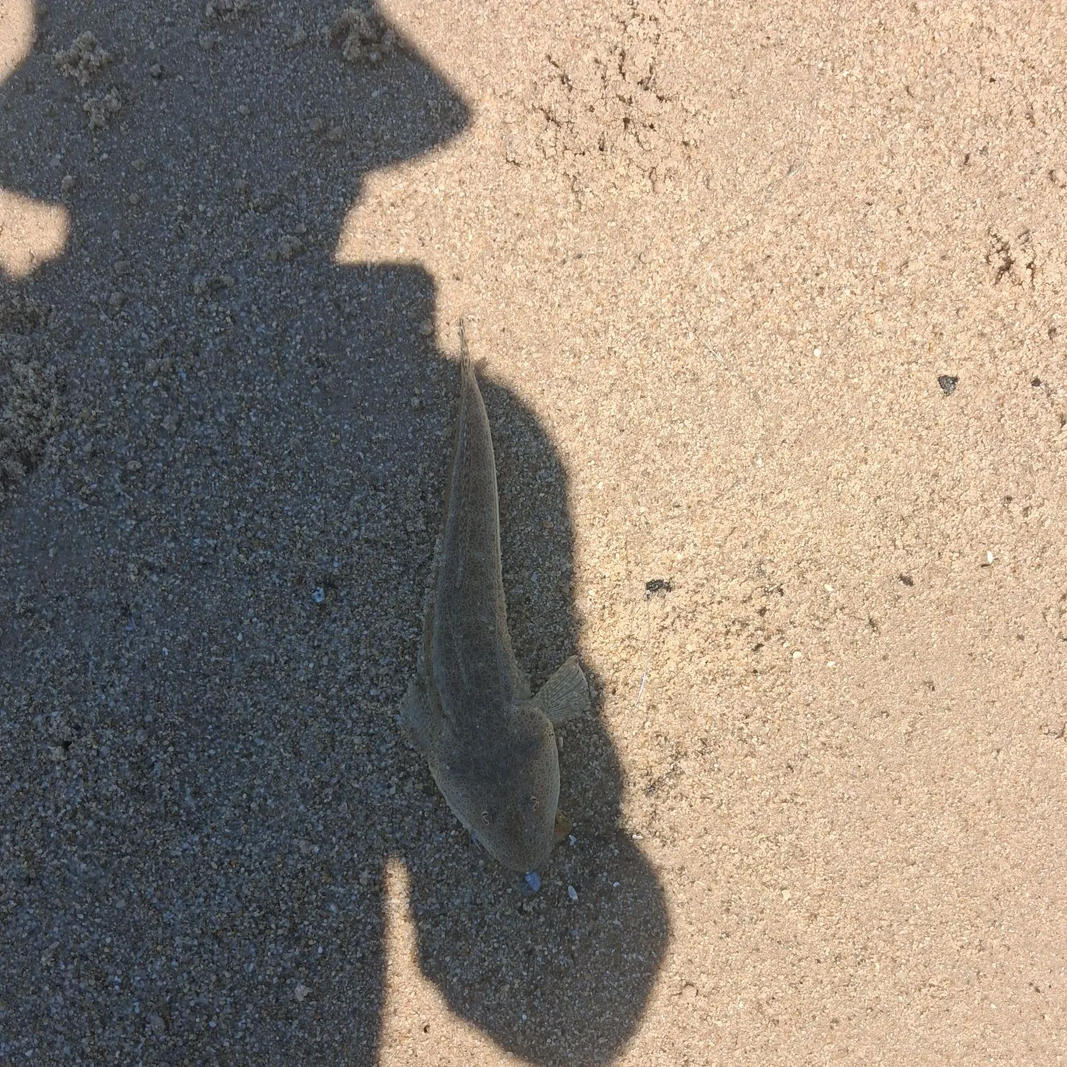 Fish caught on Fishbrain