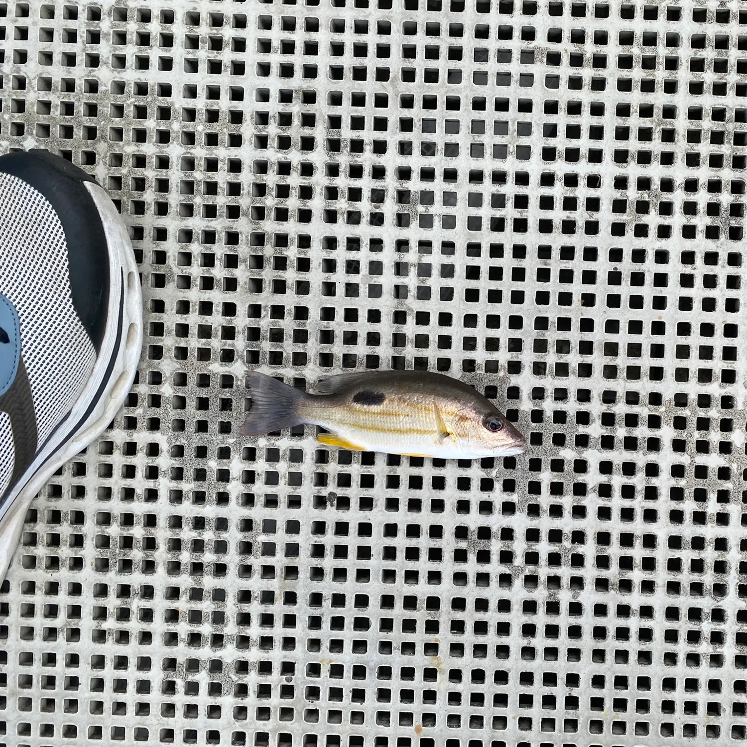 Moses perch caught on Fishbrain