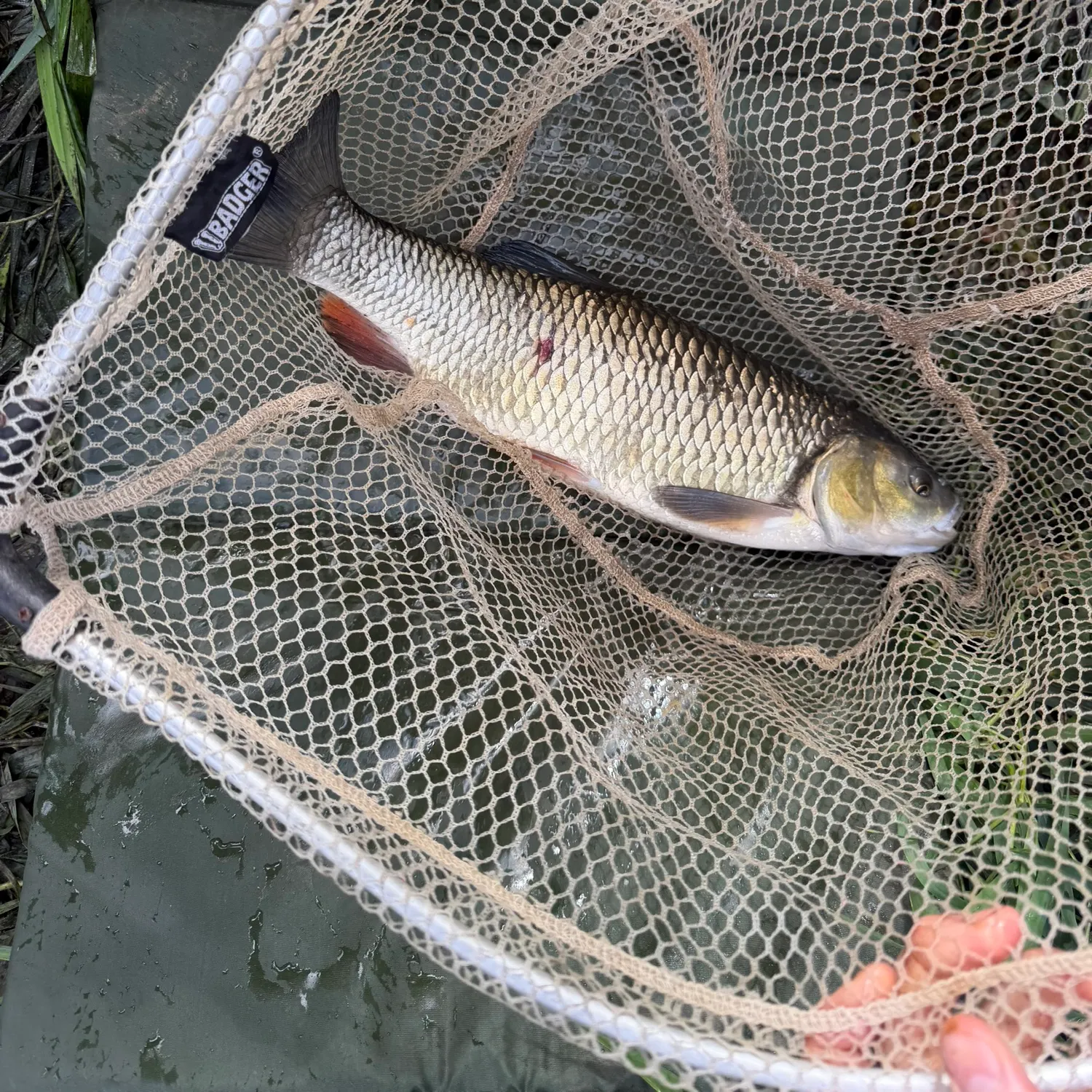 European chub caught on Fishbrain