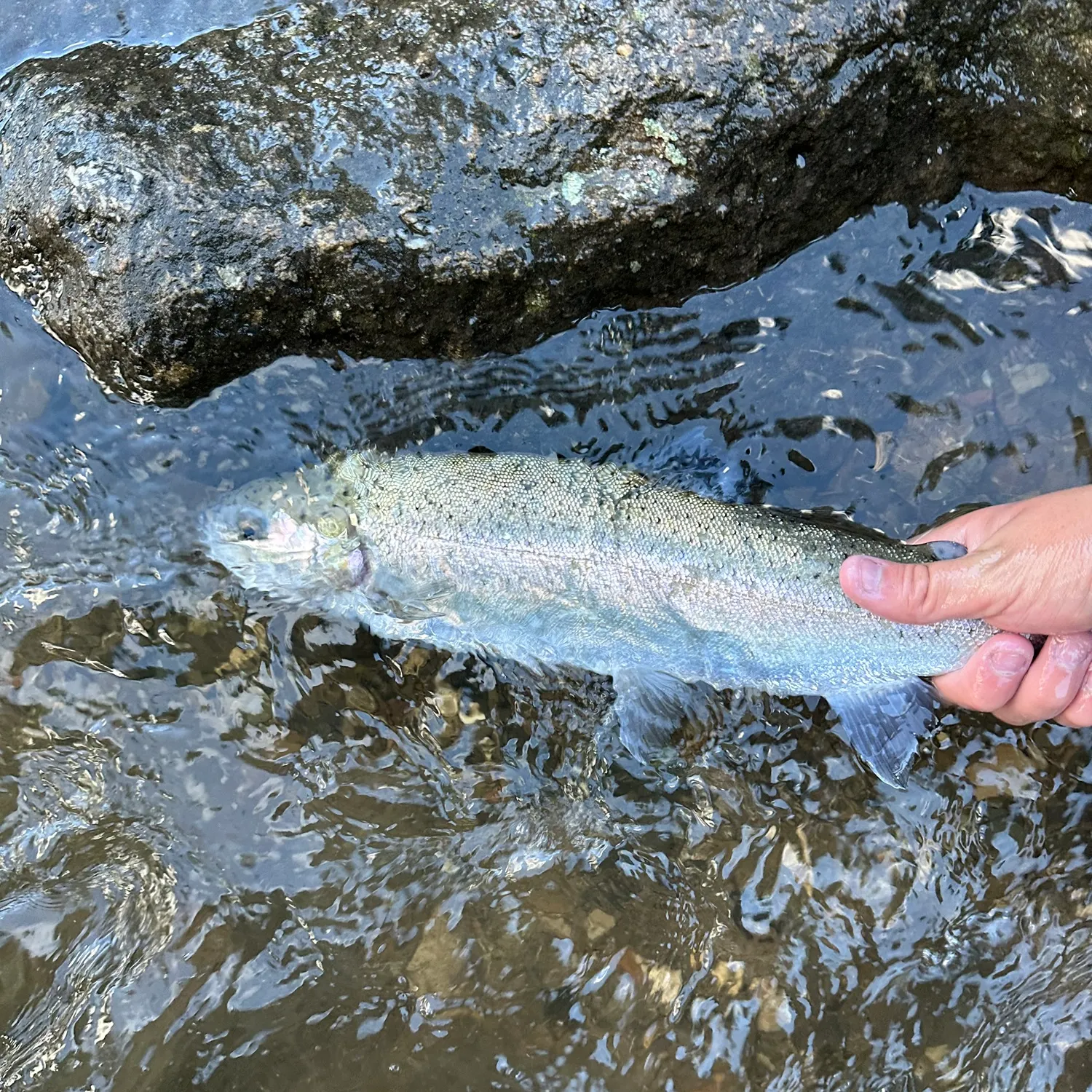 Rainbow trout caught on Fishbrain