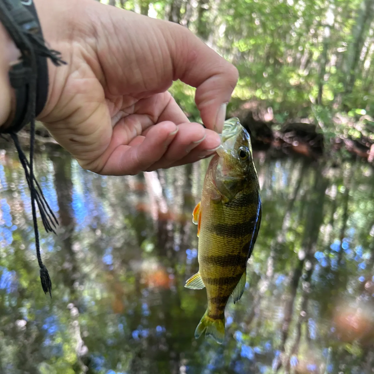 Yellow perch caught on Fishbrain