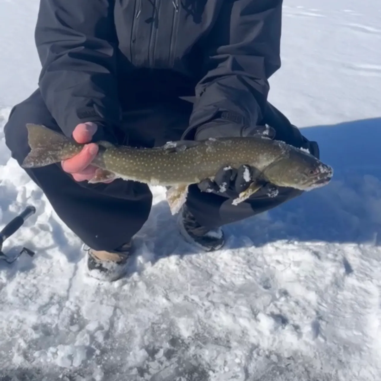 The most recent Bull trout catches on Fishbrain