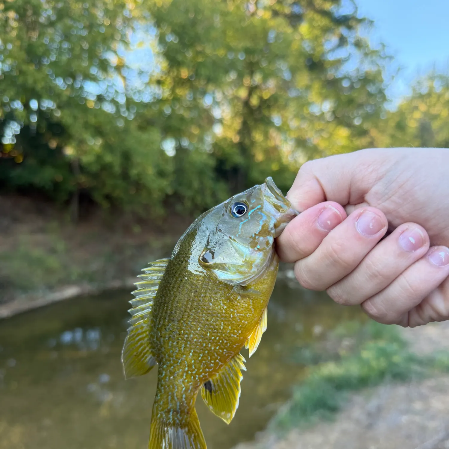 Green sunfish caught on Fishbrain