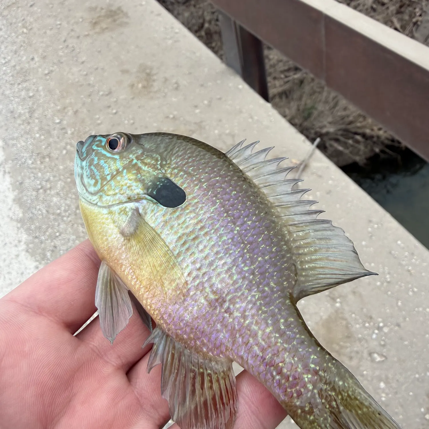 The most recent Longear sunfish catches on Fishbrain
