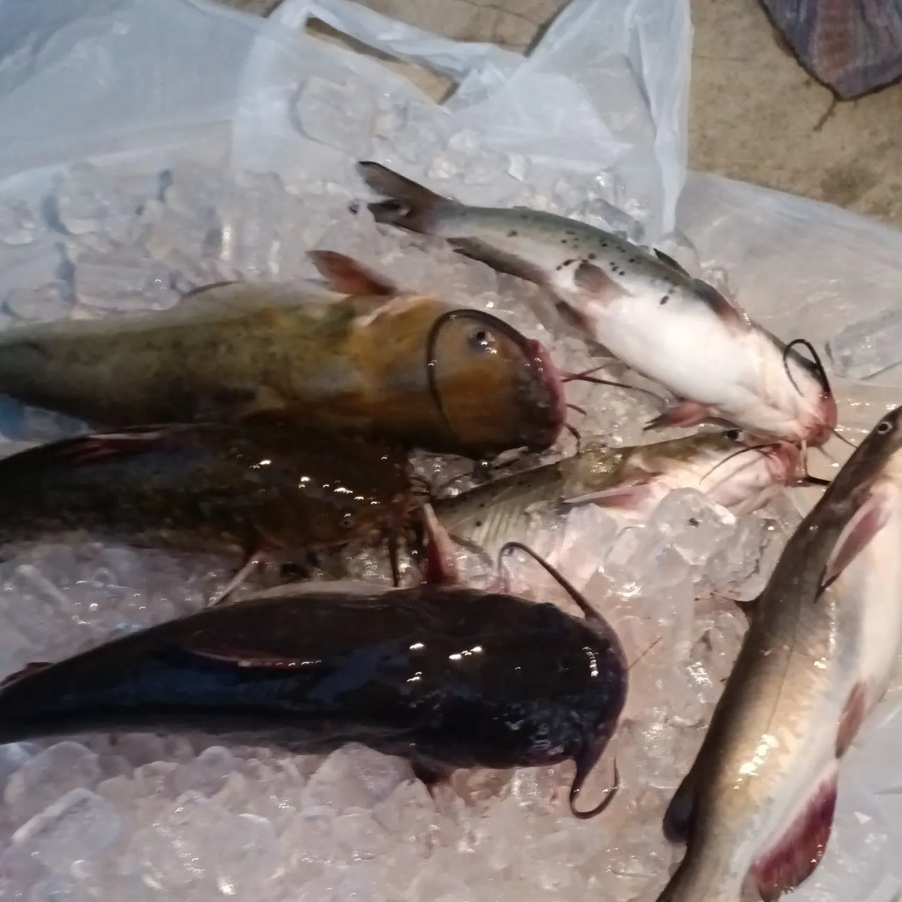 recently logged catches