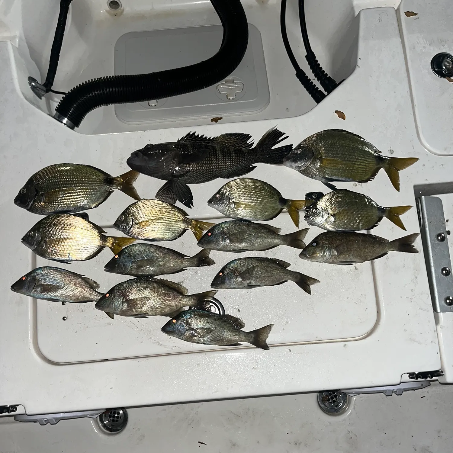 recently logged catches