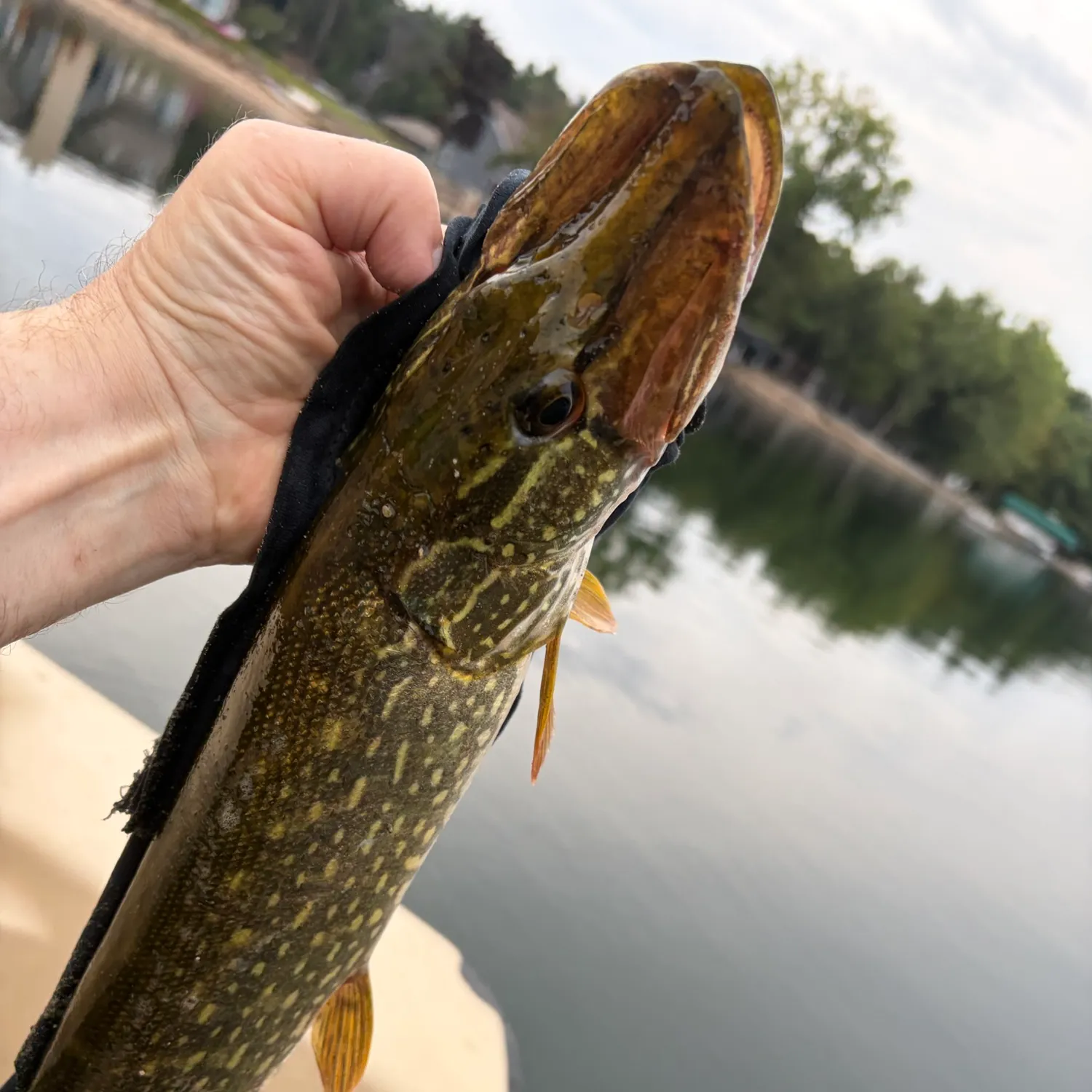 Northern pike caught on Fishbrain