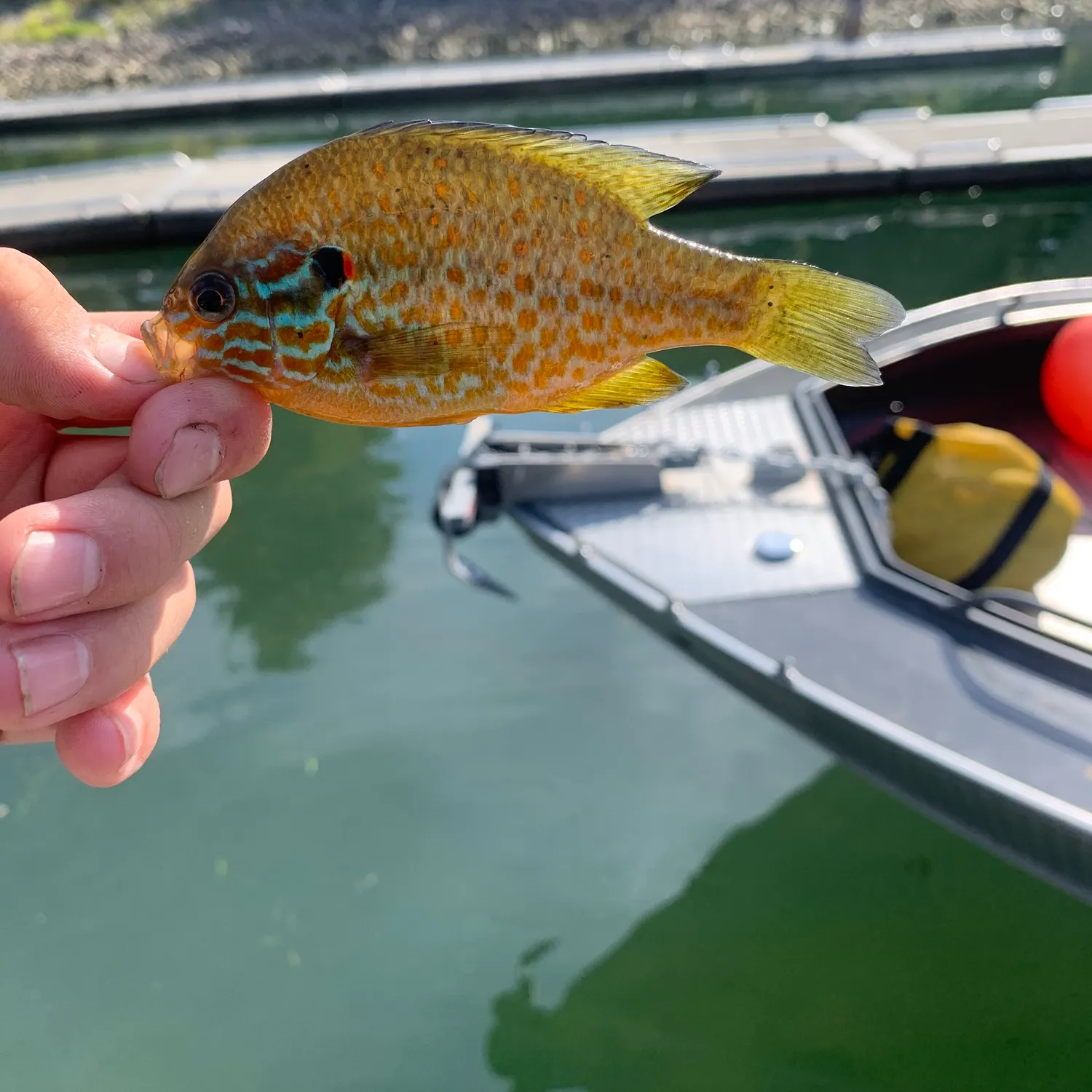 Pumpkinseed caught on Fishbrain