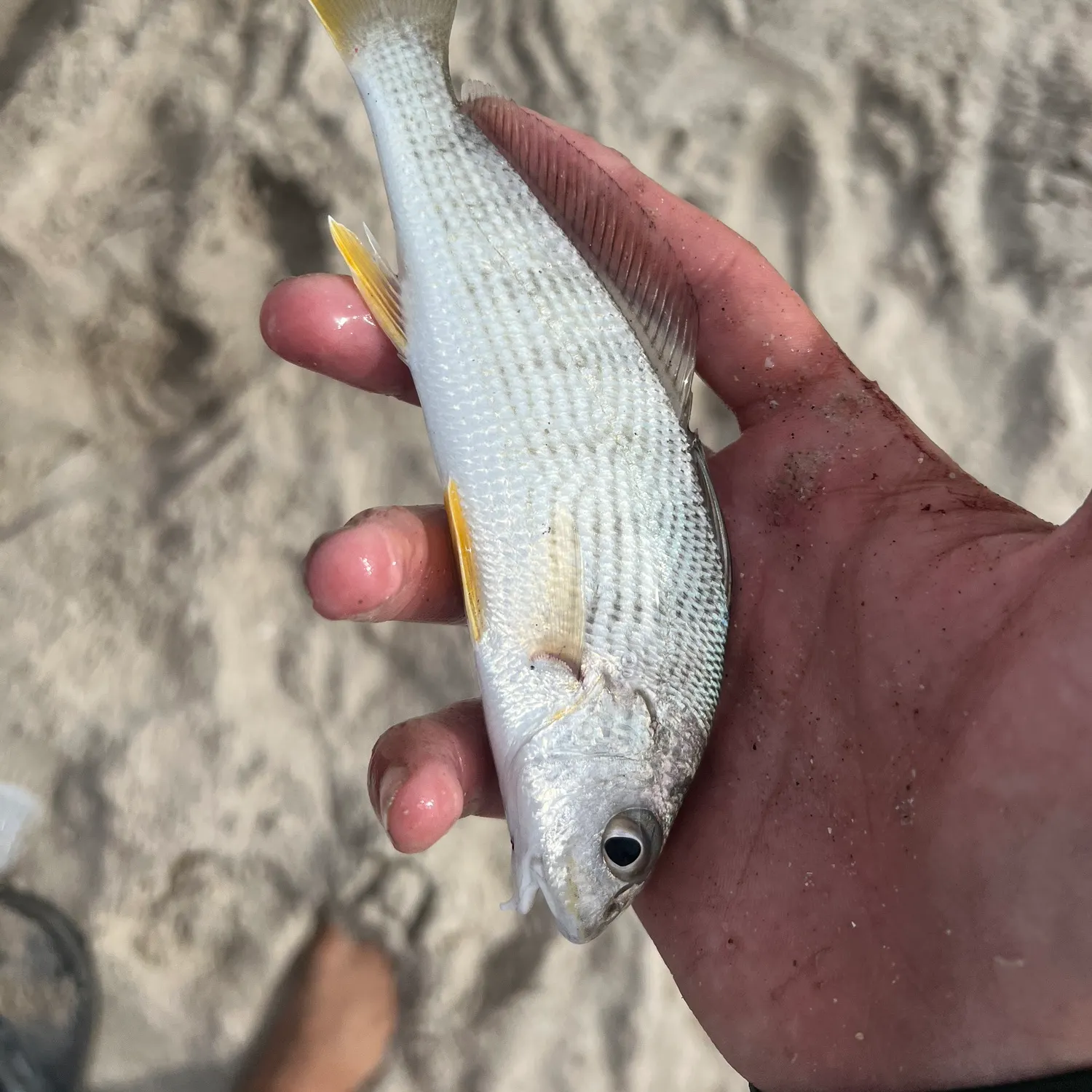 The most recent Sand drum catches on Fishbrain