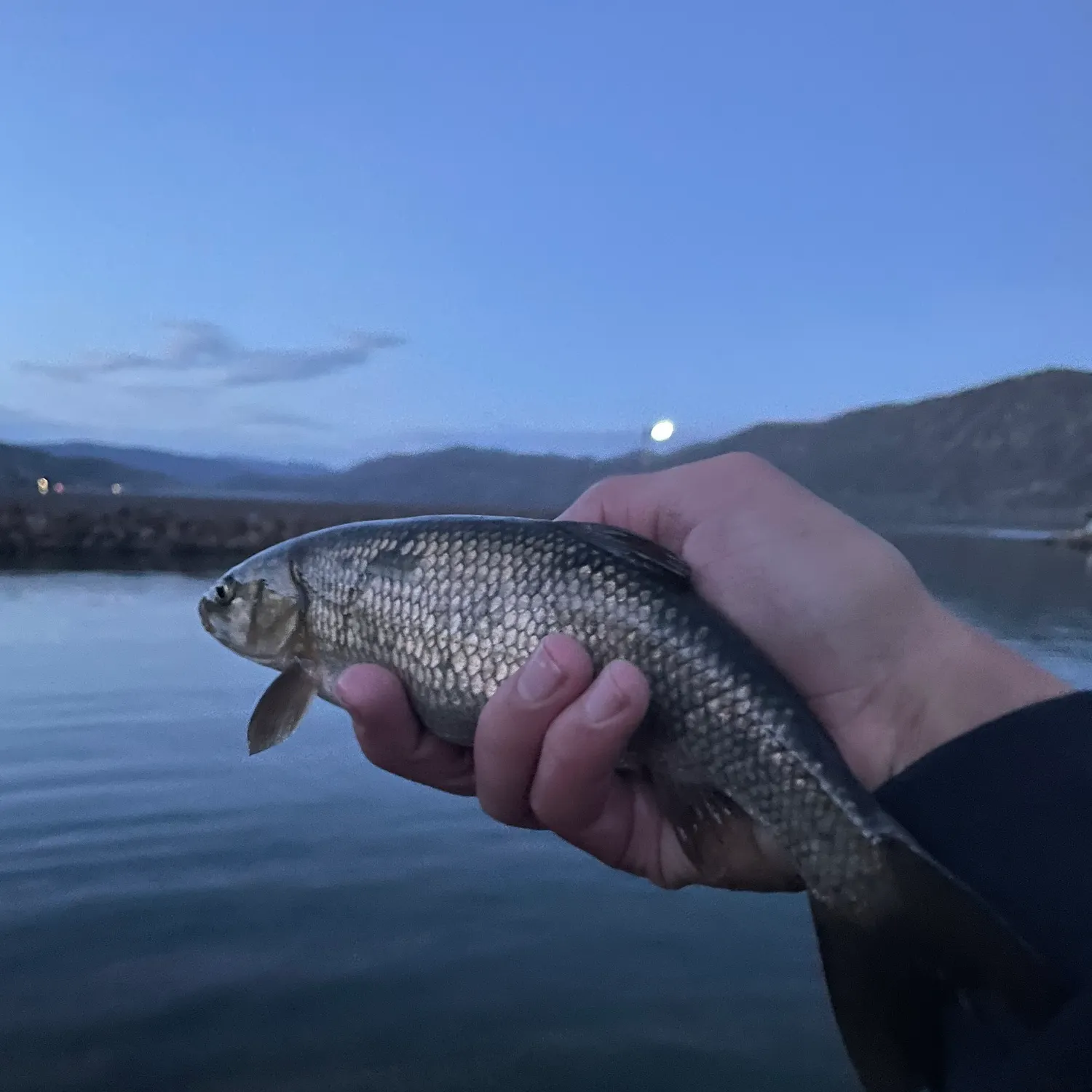 The most recent Utah chub catches on Fishbrain