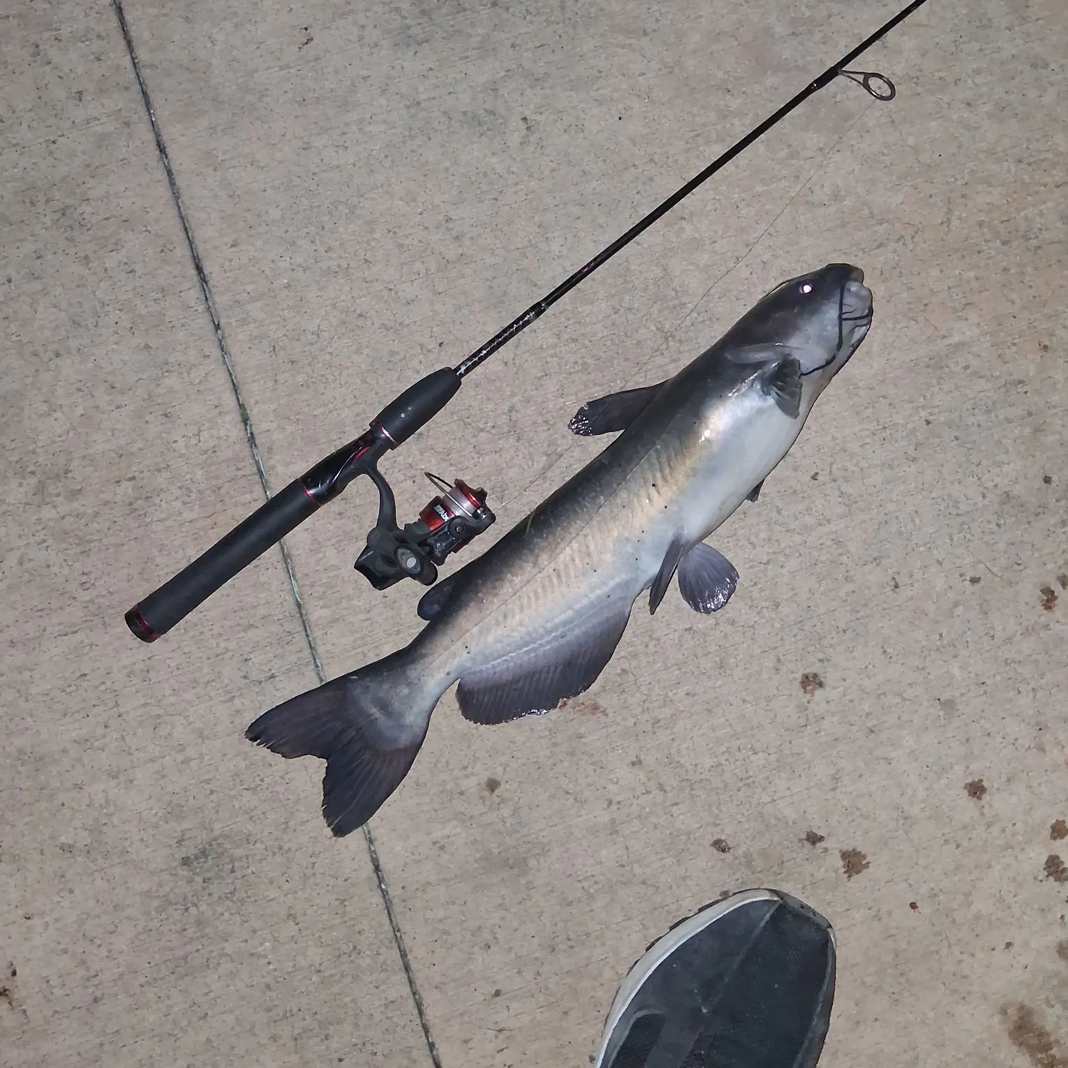 Channel catfish caught on Fishbrain
