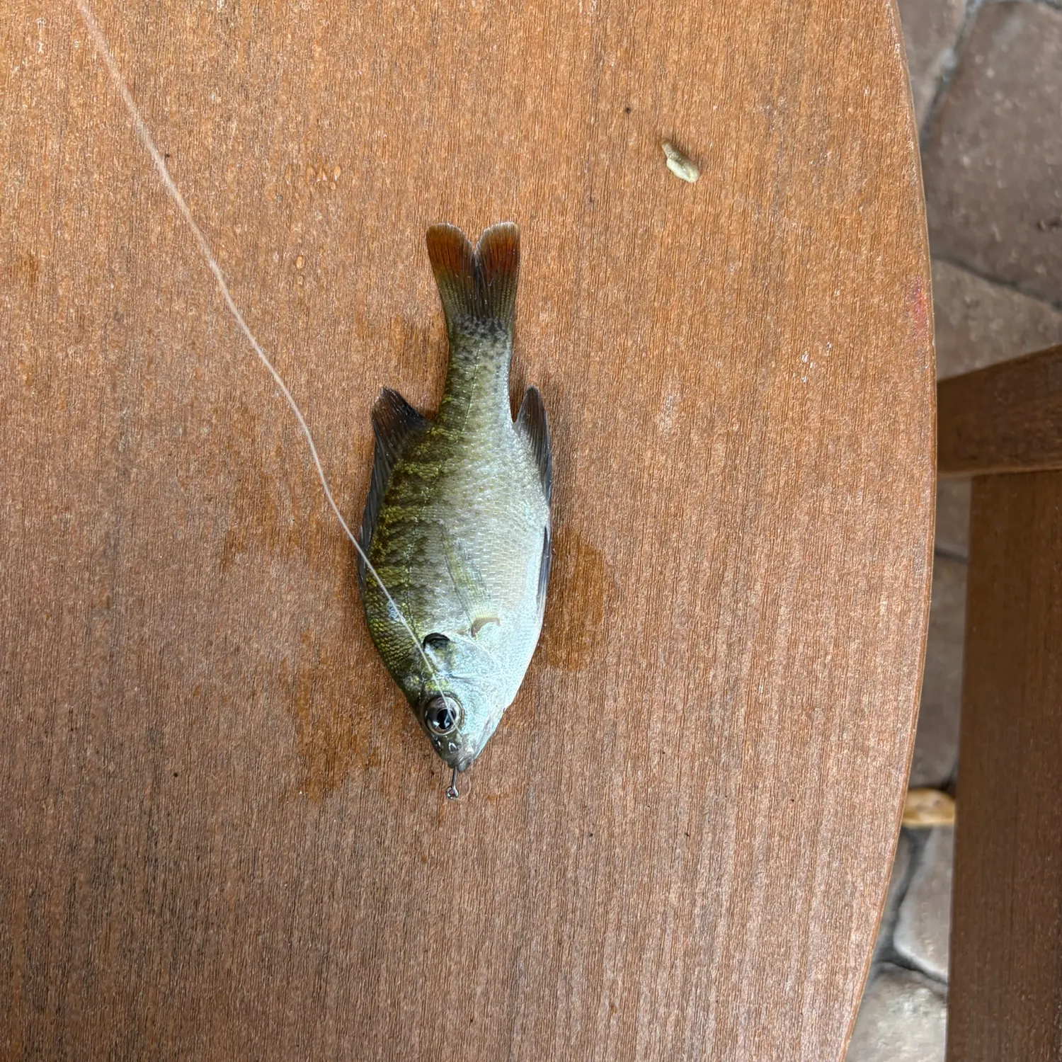 Bluegill caught on Fishbrain