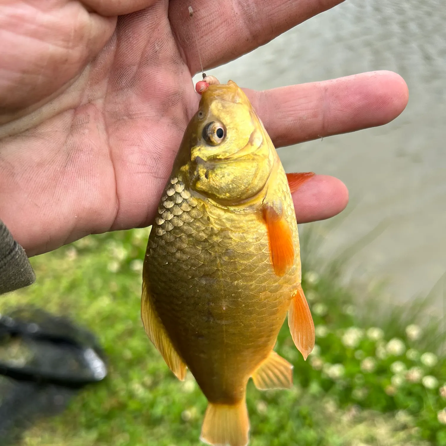 The most recent Crucian carp catches on Fishbrain
