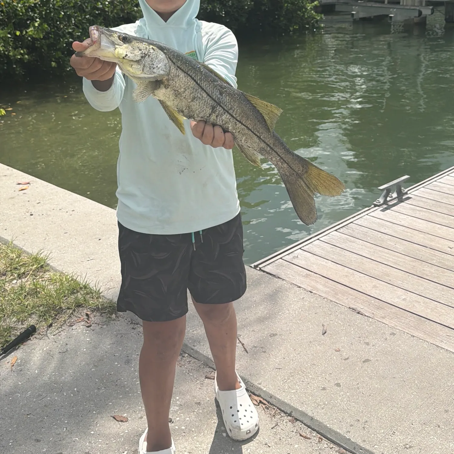 The most recent Common snook catches on Fishbrain
