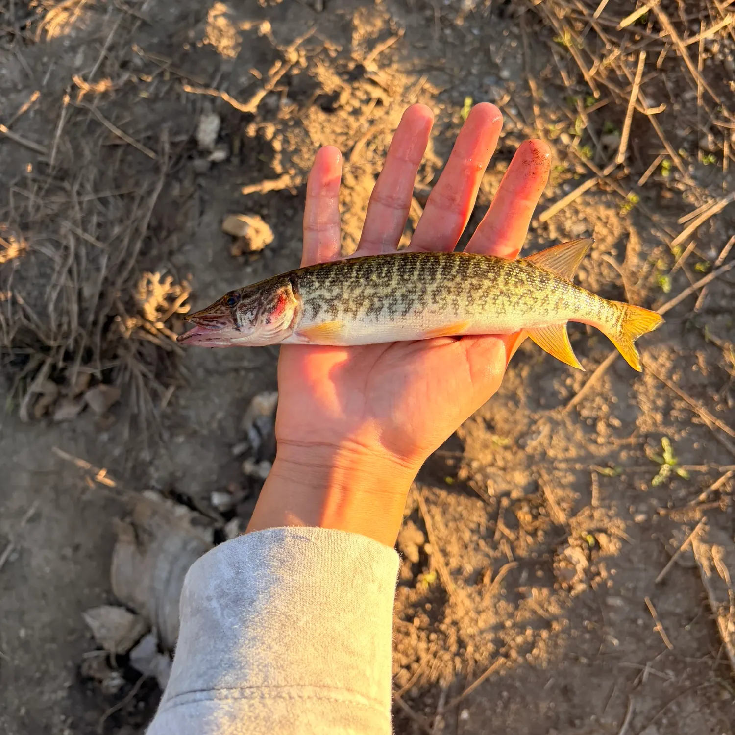 Grass pickerel caught on Fishbrain