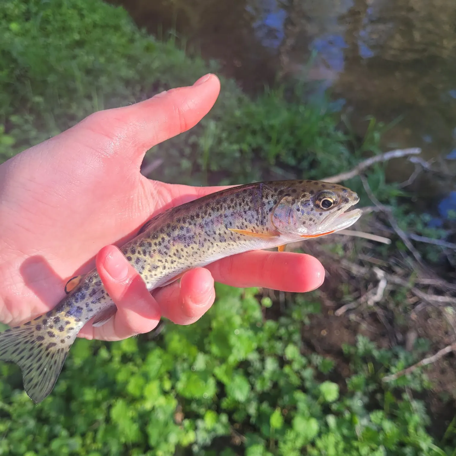 The most recent Cutthroat trout catches on Fishbrain