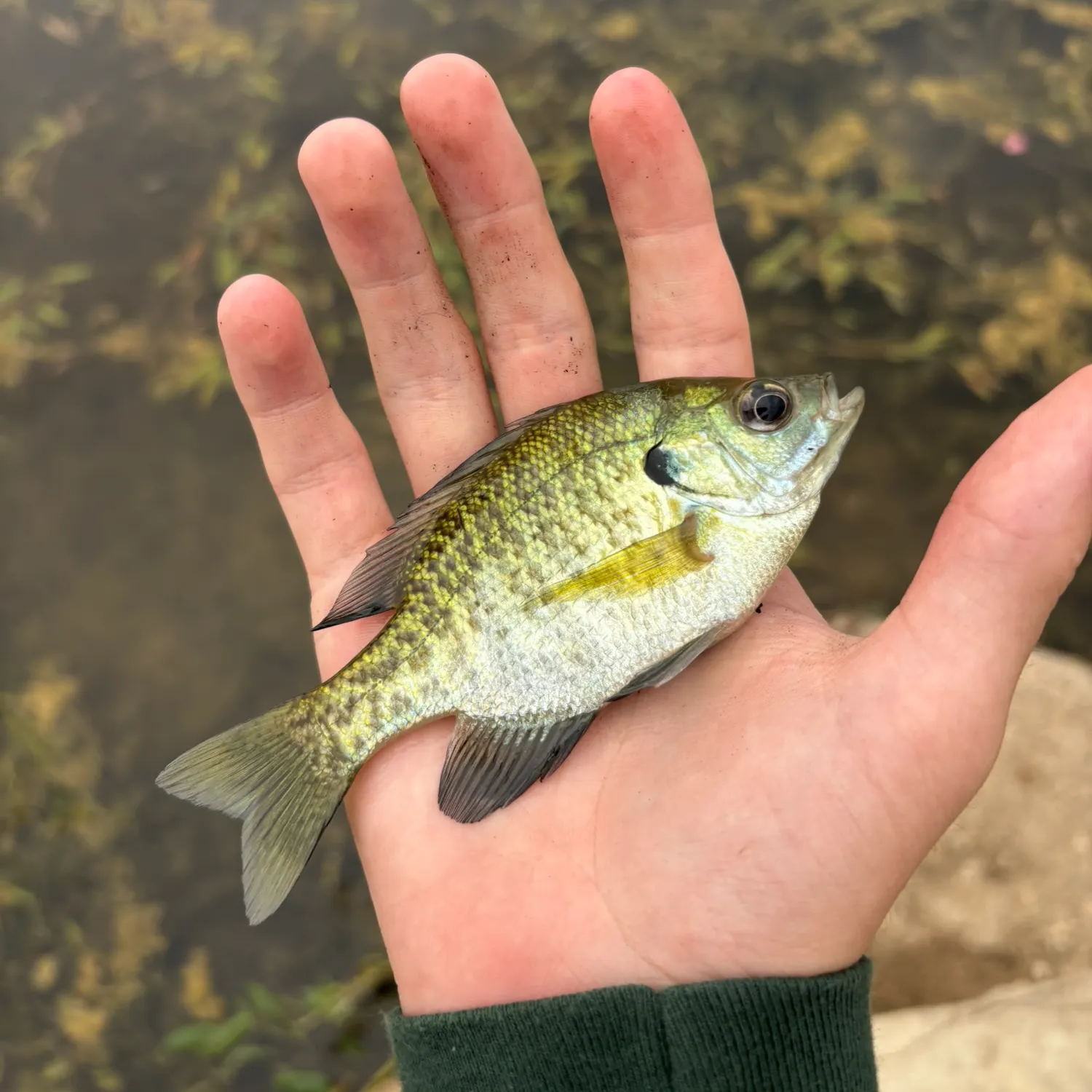 Bluegill caught on Fishbrain