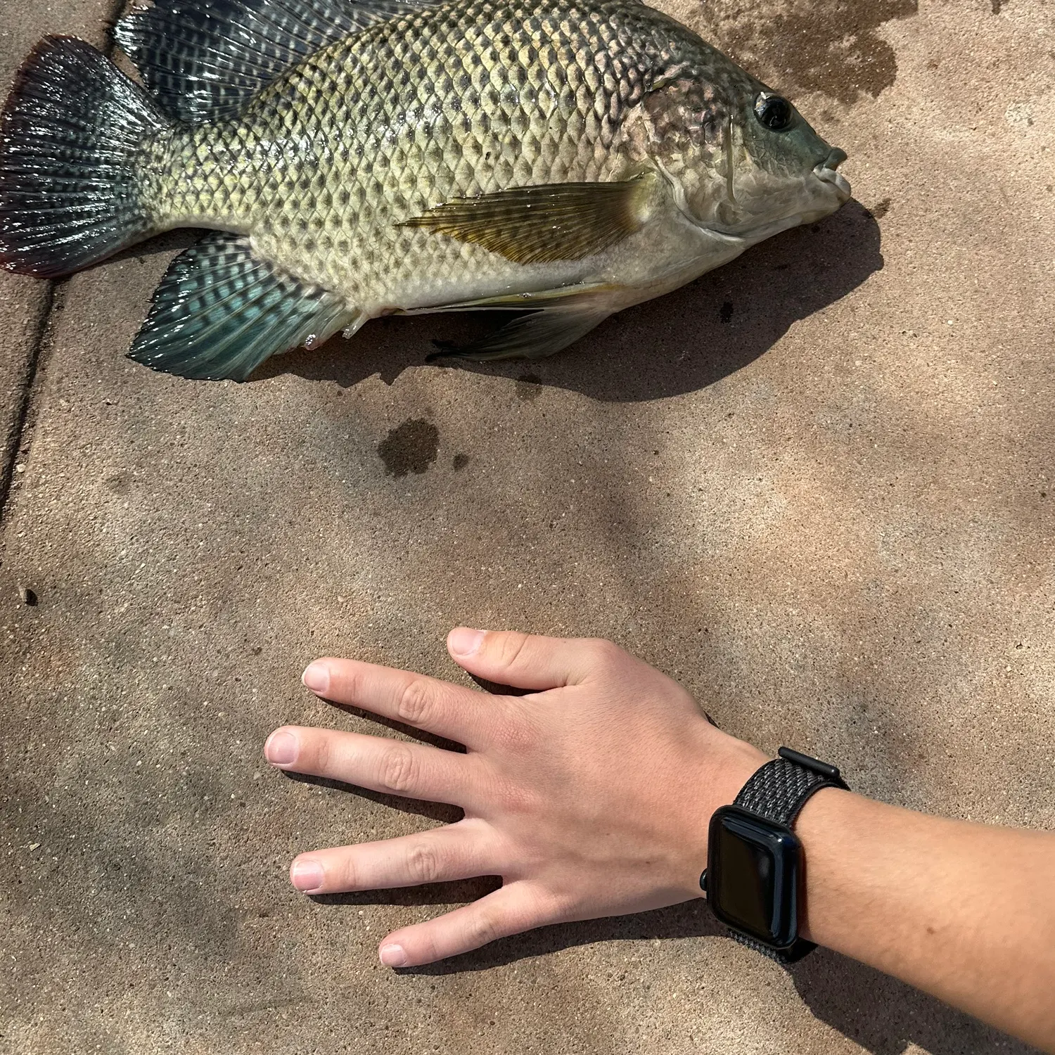 recently logged catches