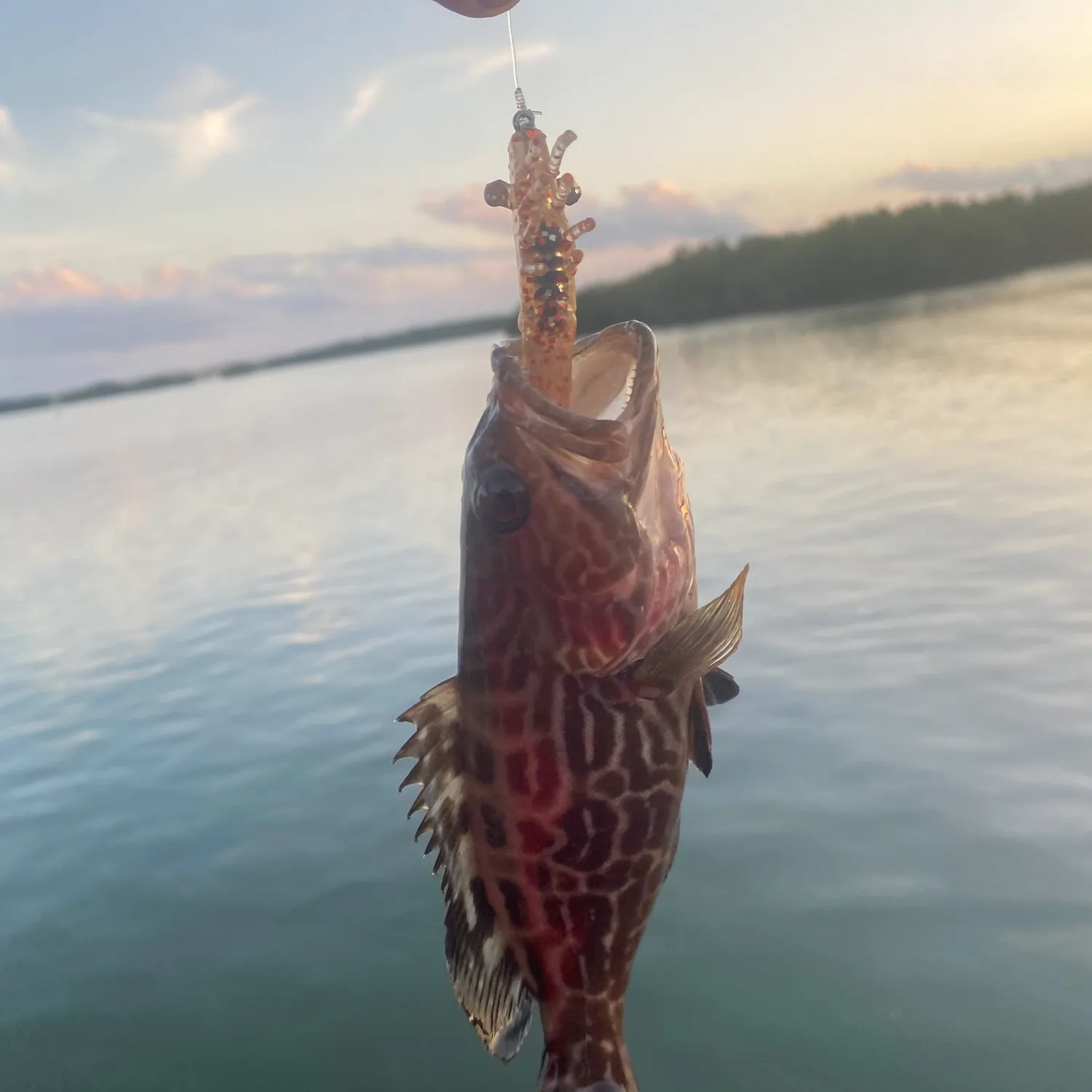 The most recent Black grouper catches on Fishbrain
