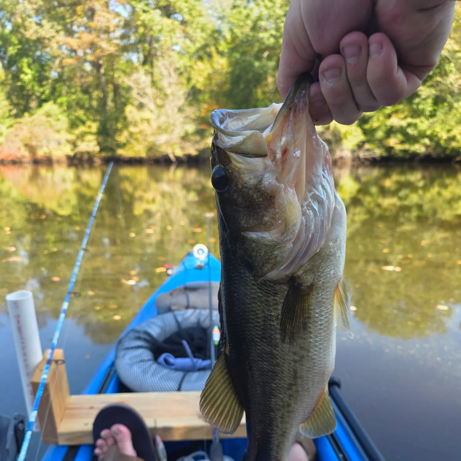 Largemouth bass caught on Fishbrain