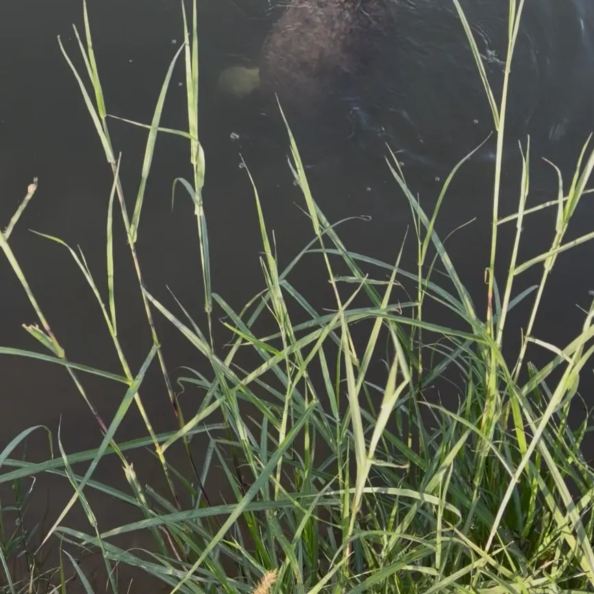 The most recent Spiny softshell turtle catches on Fishbrain