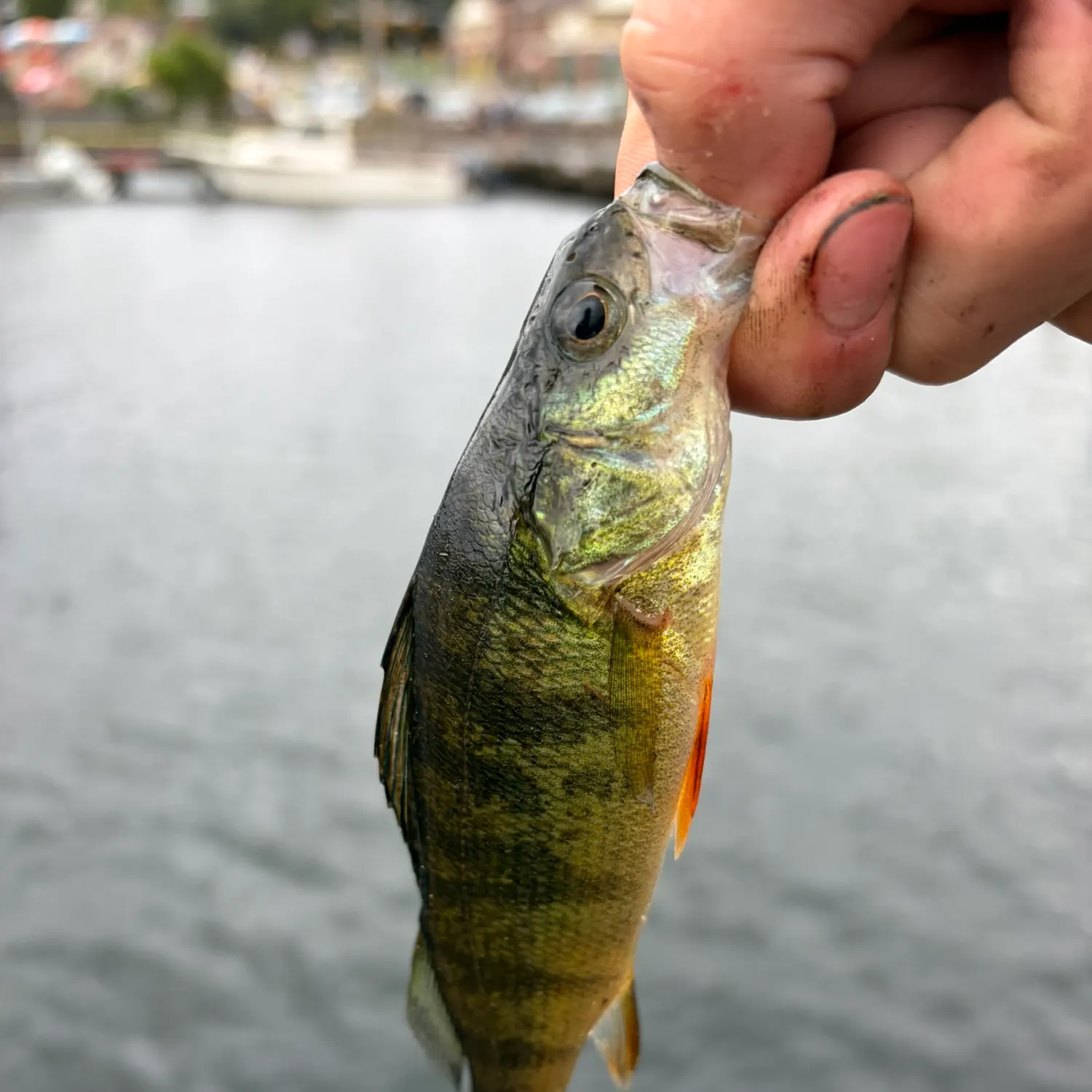 Yellow perch caught on Fishbrain