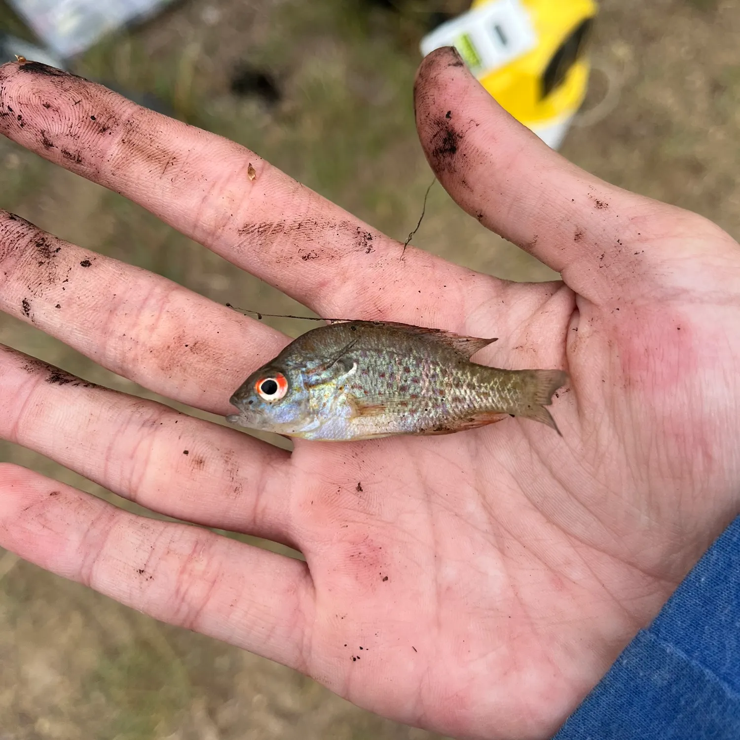 The most recent Orangespotted sunfish catches on Fishbrain