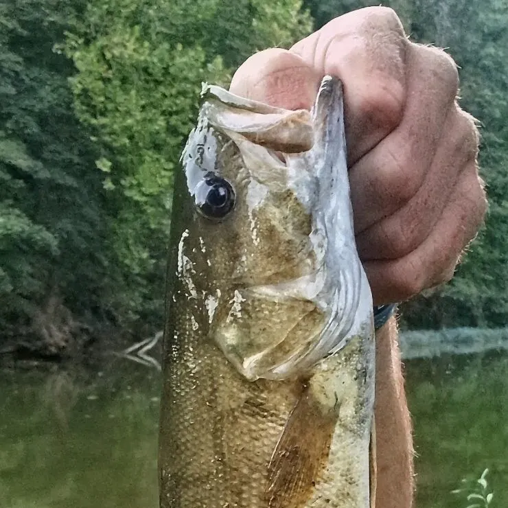 Smallmouth bass caught on Fishbrain