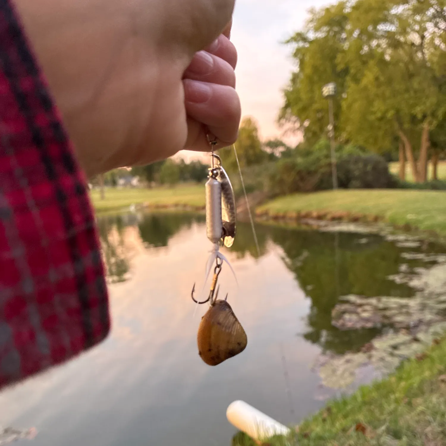 The most recent Asian clam catches on Fishbrain