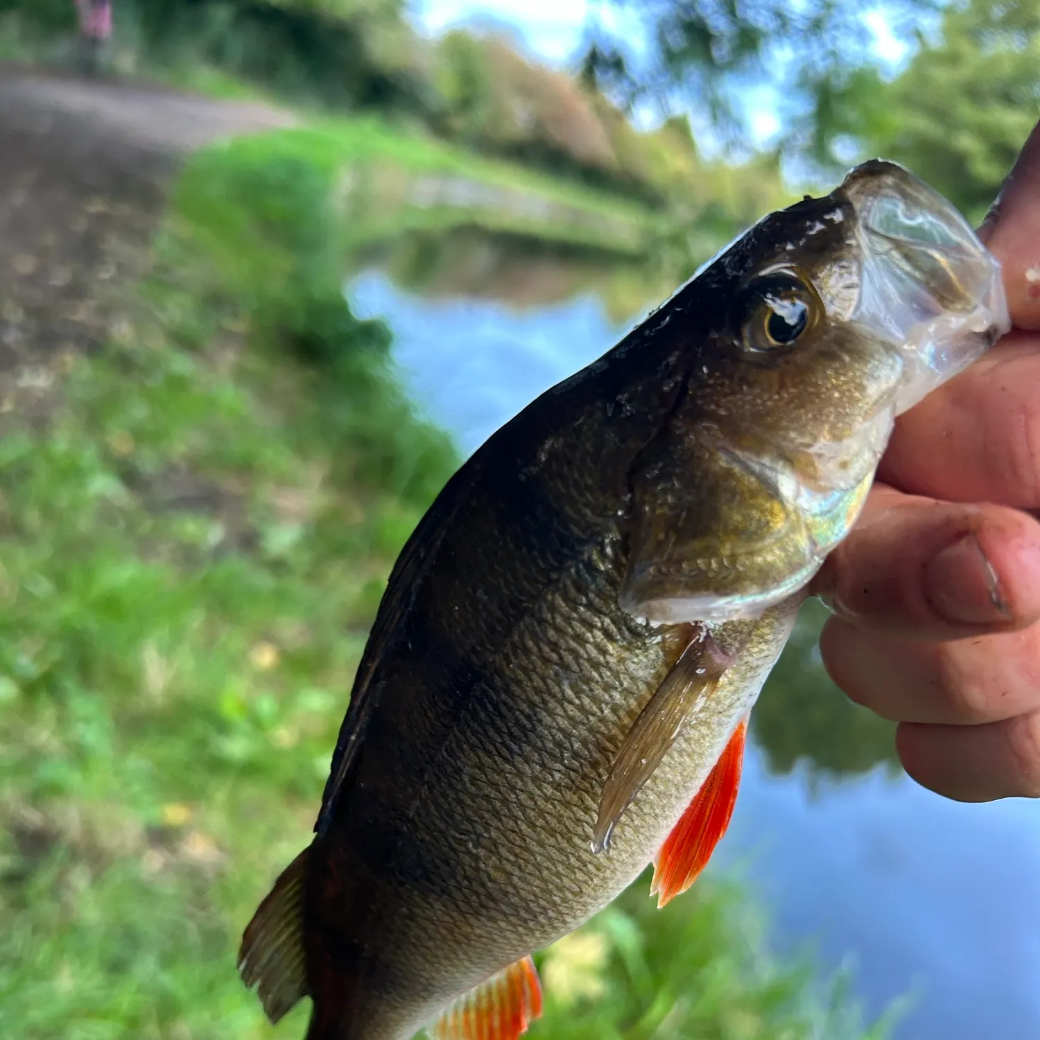 European perch caught on Fishbrain
