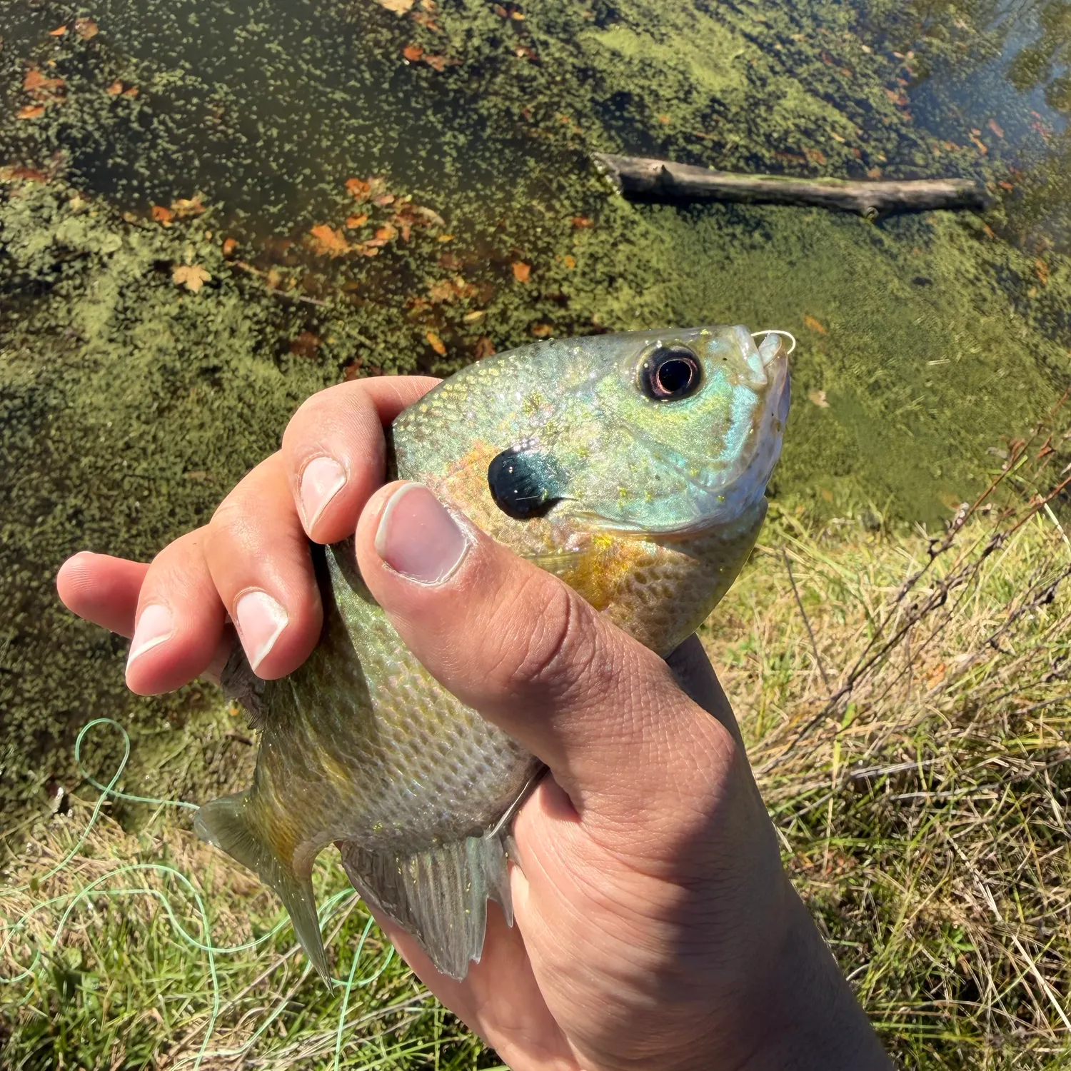 Bluegill caught on Fishbrain
