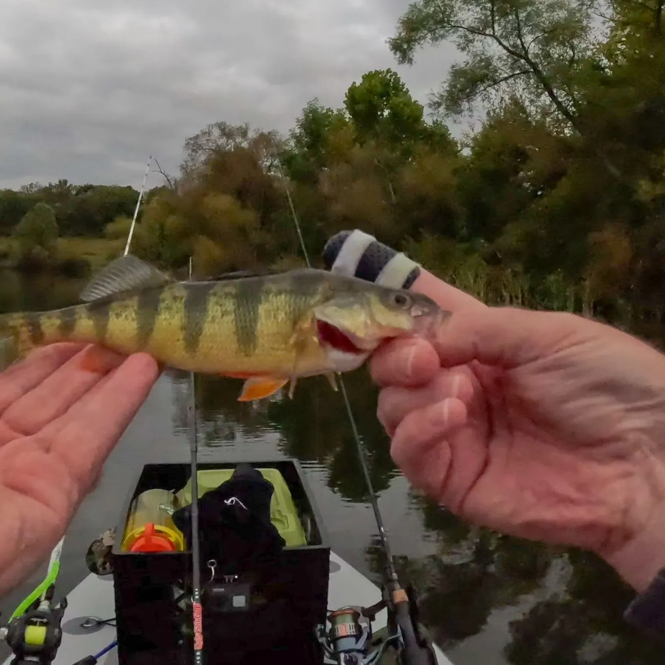 Yellow perch caught on Fishbrain