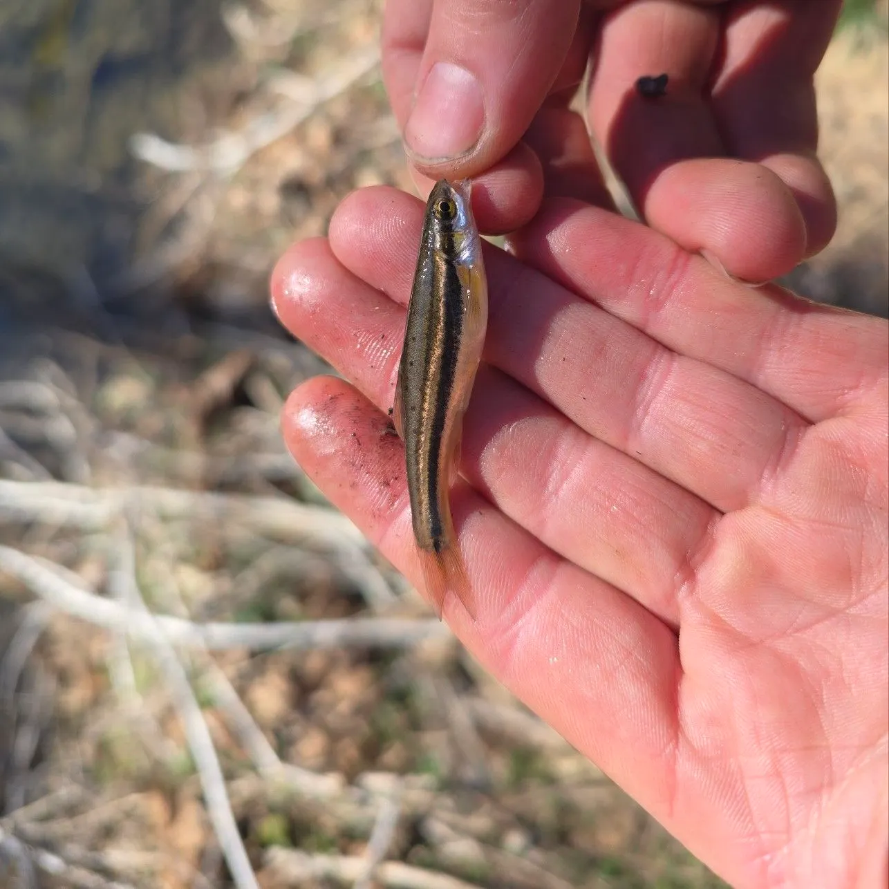 The most recent Southern redbelly dace catches on Fishbrain