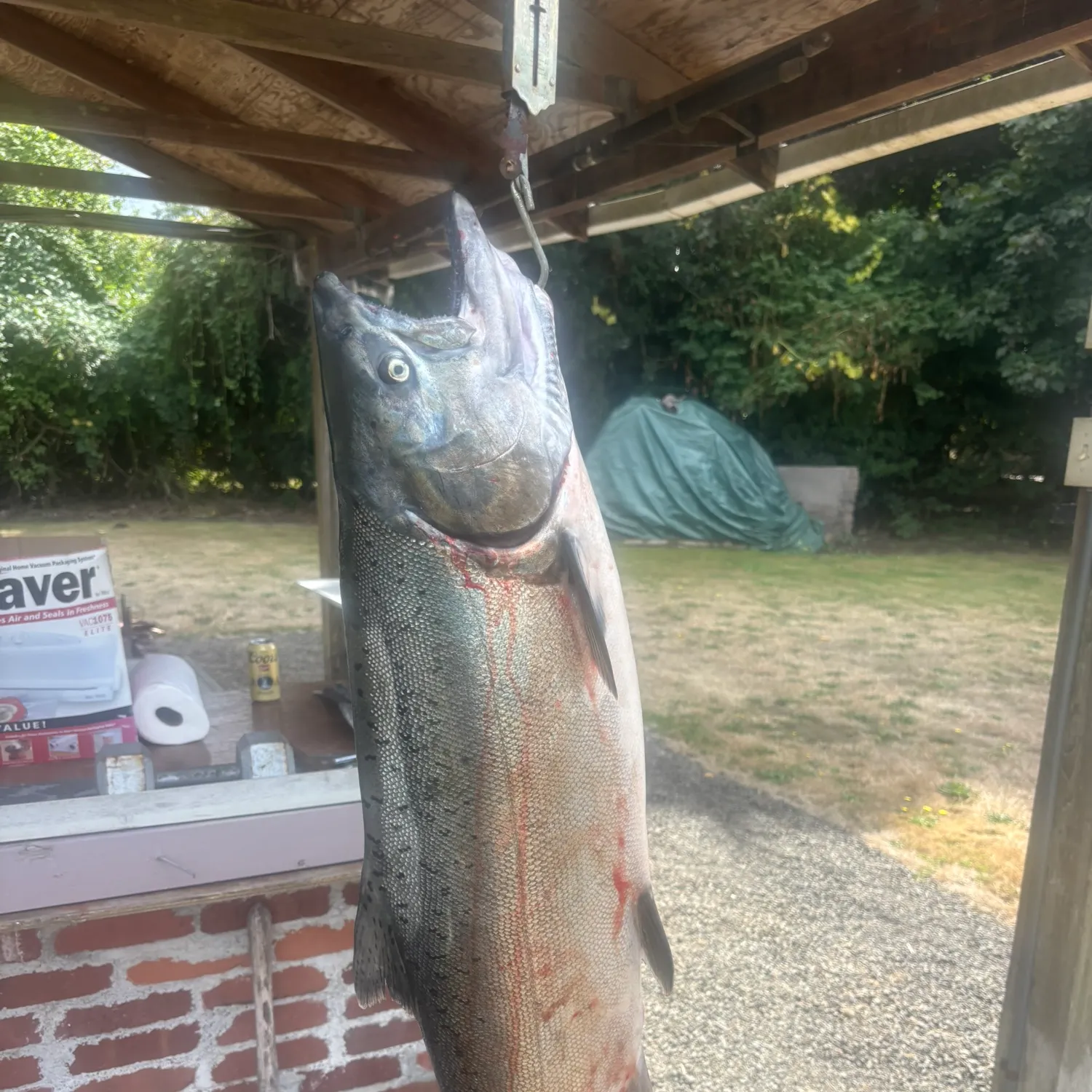 Chinook salmon caught on Fishbrain