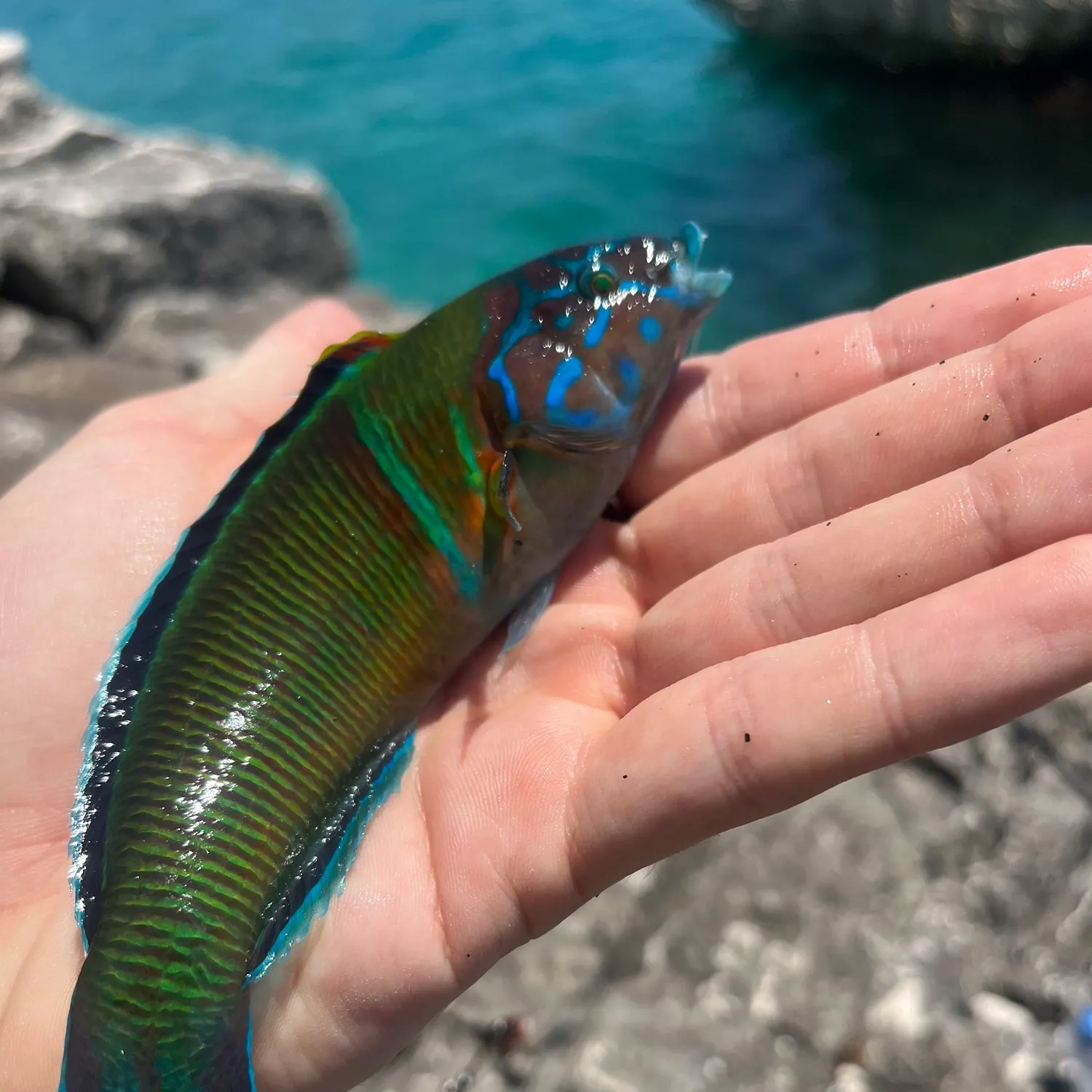 The most recent Ornate wrasse catches on Fishbrain
