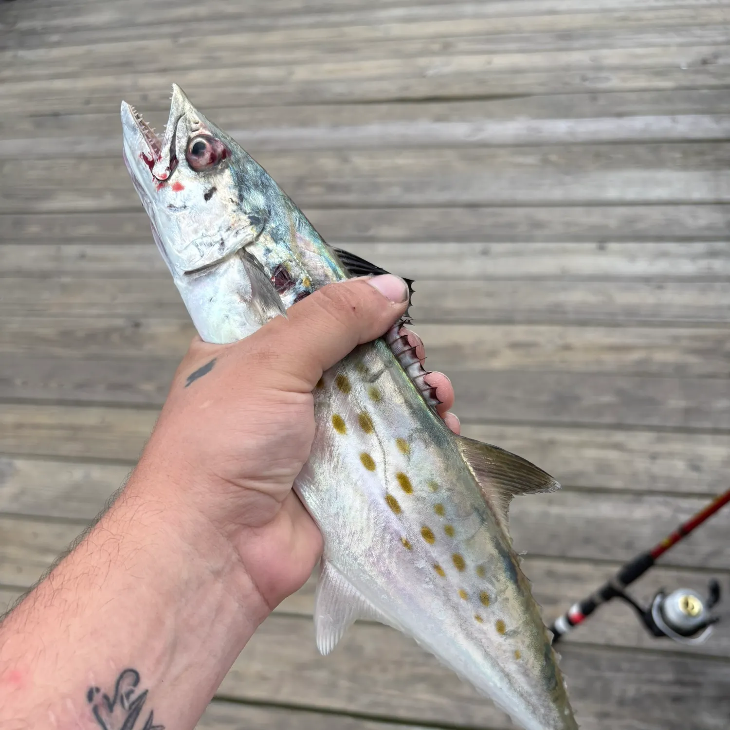 Spanish mackerel caught on Fishbrain