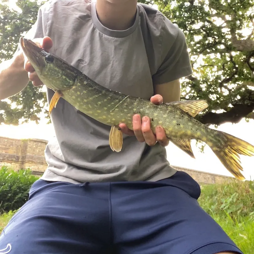 Northern pike caught on Fishbrain