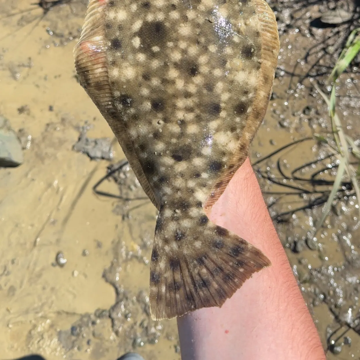 Summer flounder caught on Fishbrain