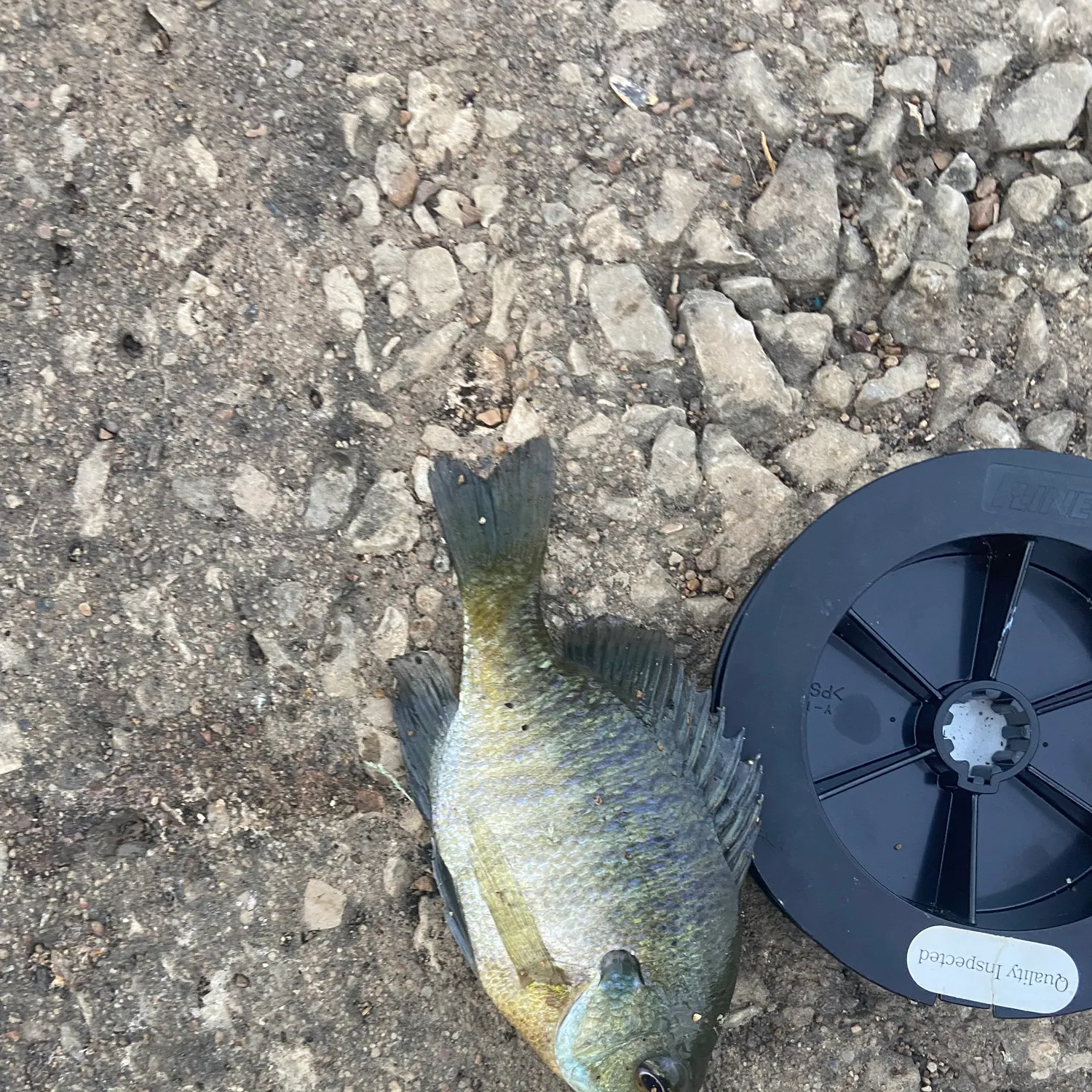 Bluegill caught on Fishbrain