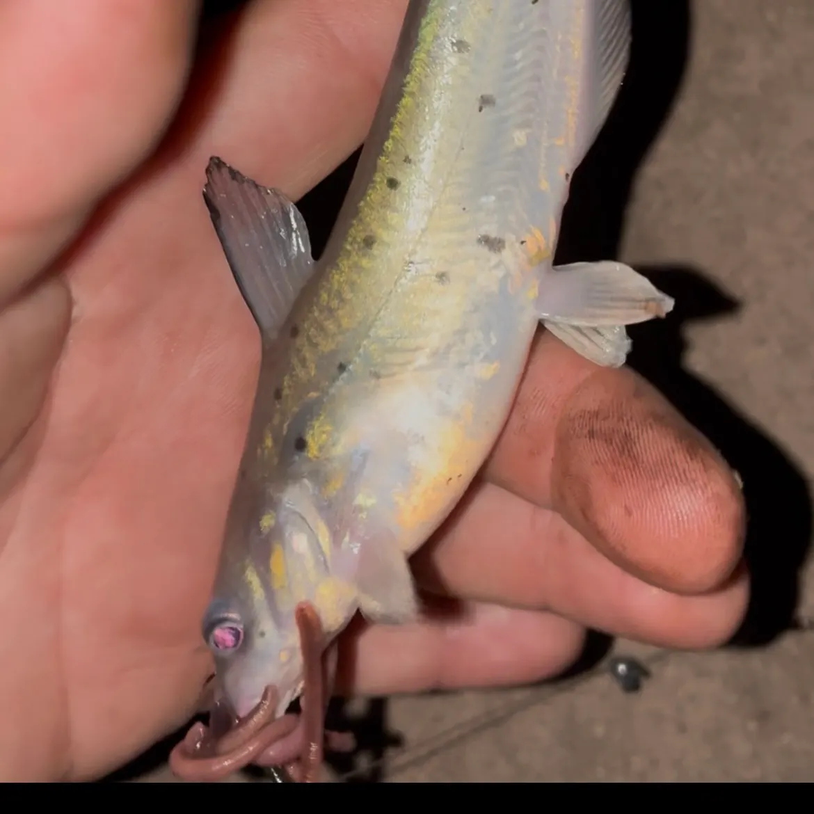 Channel catfish caught on Fishbrain