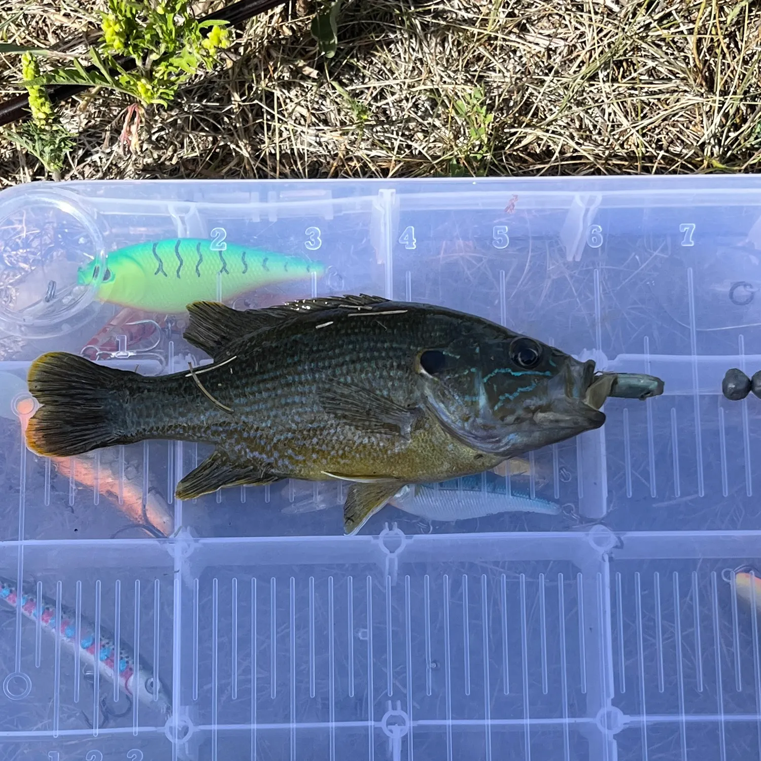 Green sunfish caught on Fishbrain