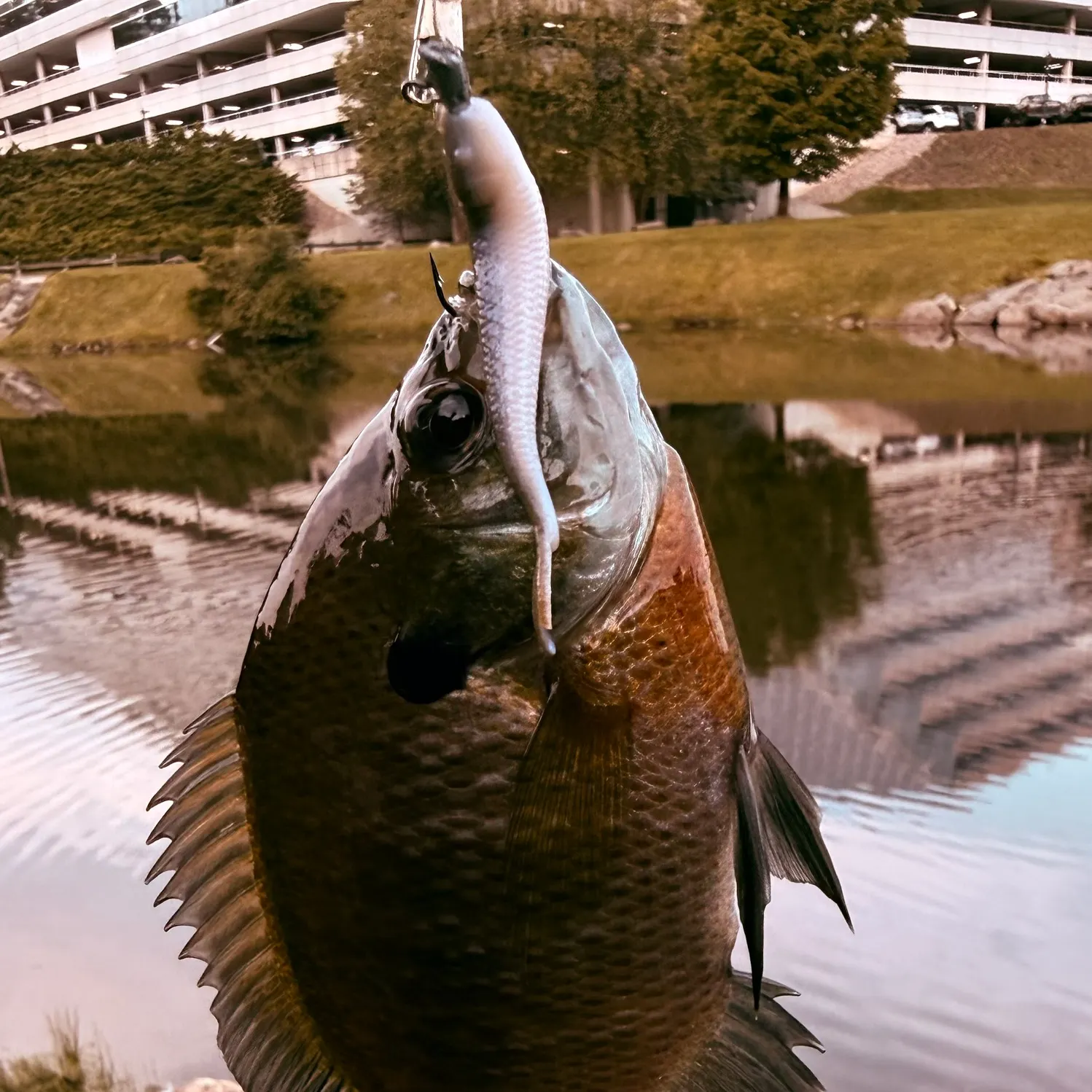 Bluegill caught on Fishbrain