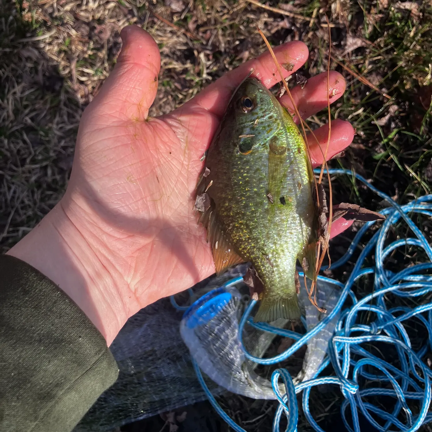 The most recent Redear sunfish catches on Fishbrain