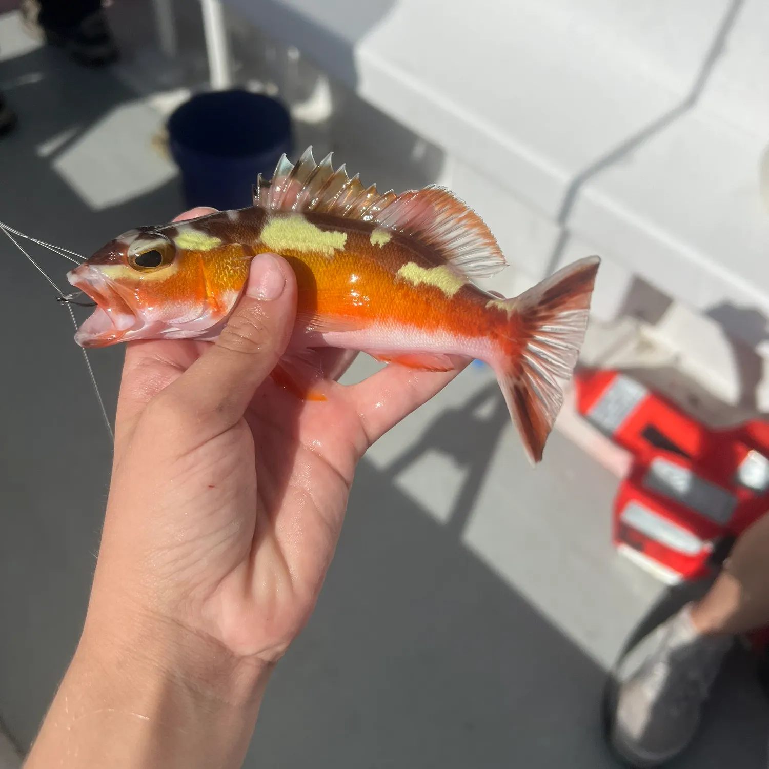 The most recent Tobaccofish catches on Fishbrain