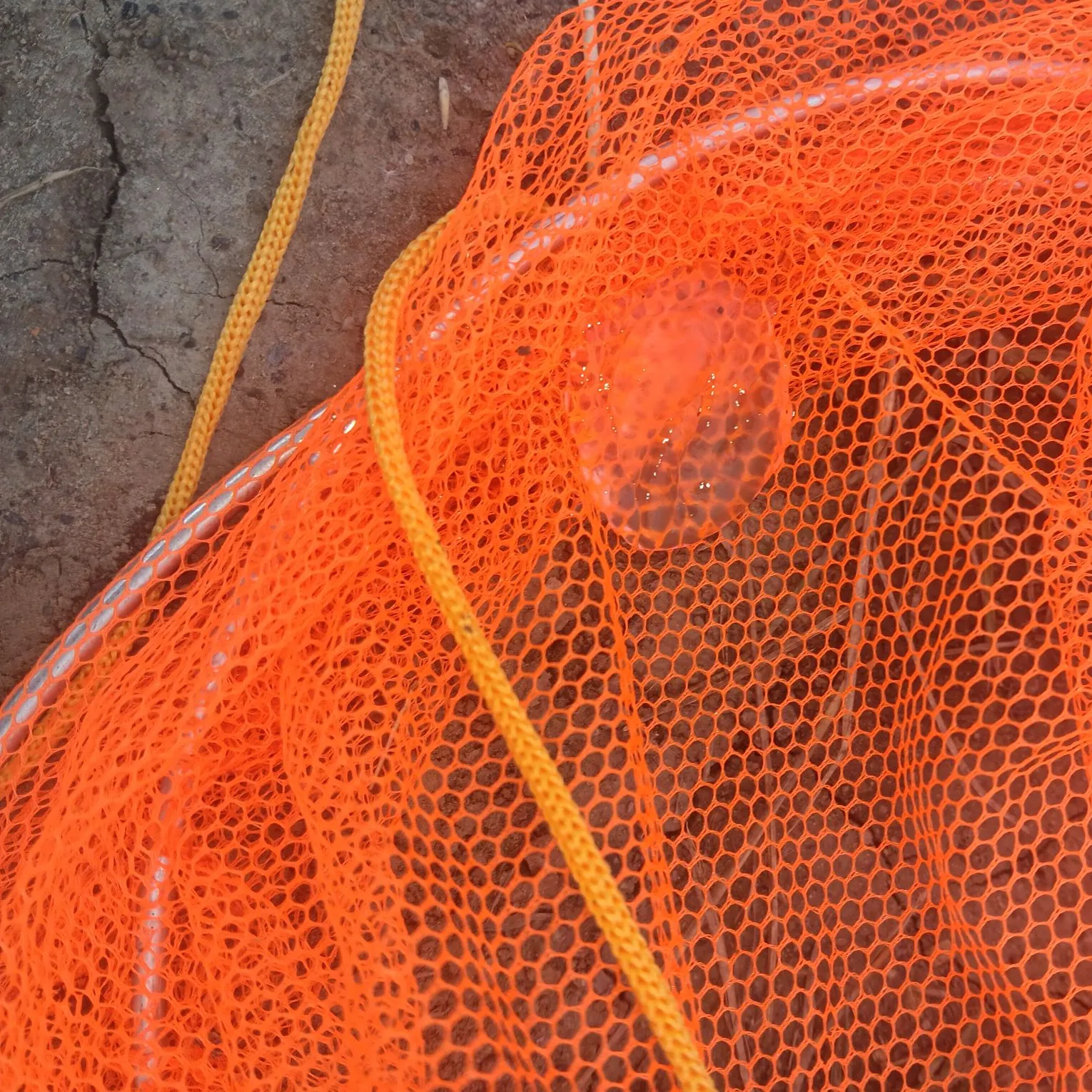 Fish caught on Fishbrain