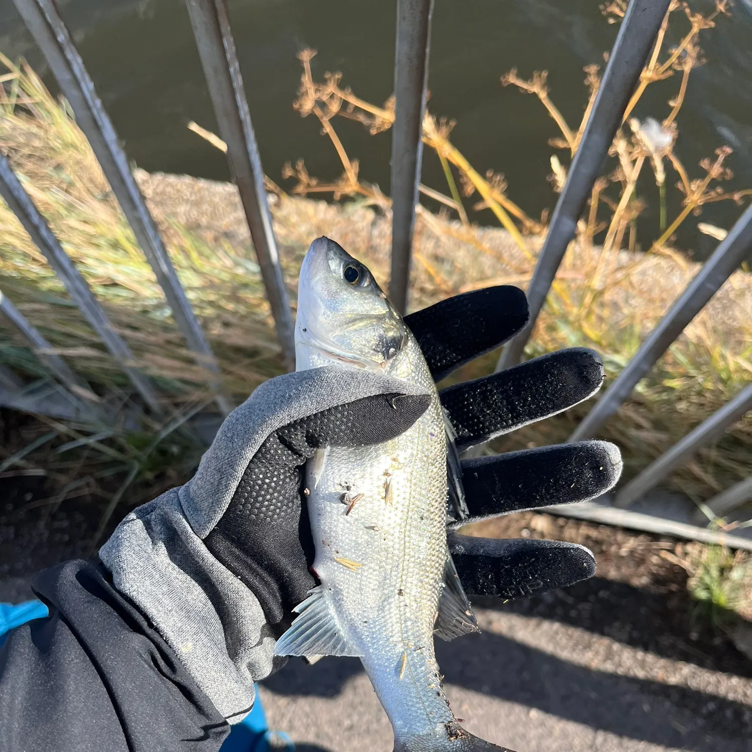 The most recent European seabass catches on Fishbrain