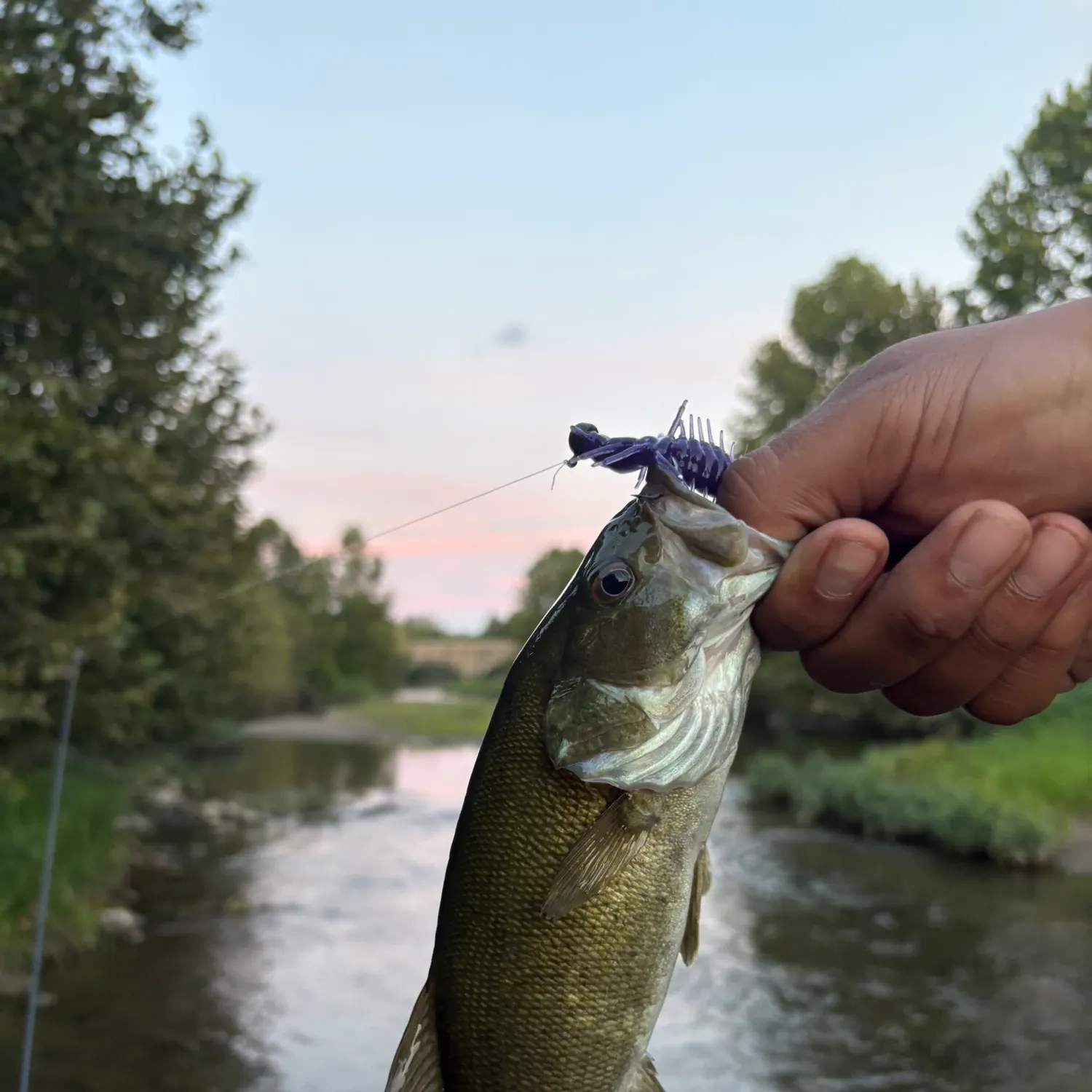 Smallmouth bass caught on Fishbrain