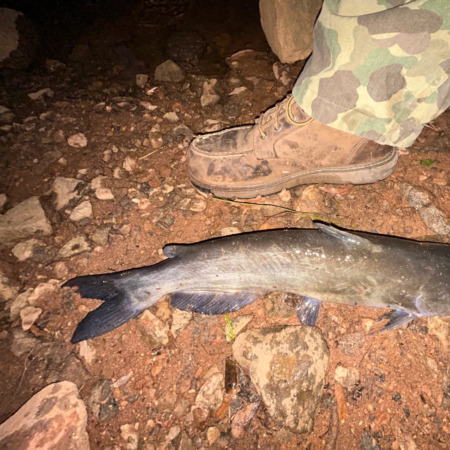 Channel catfish caught on Fishbrain