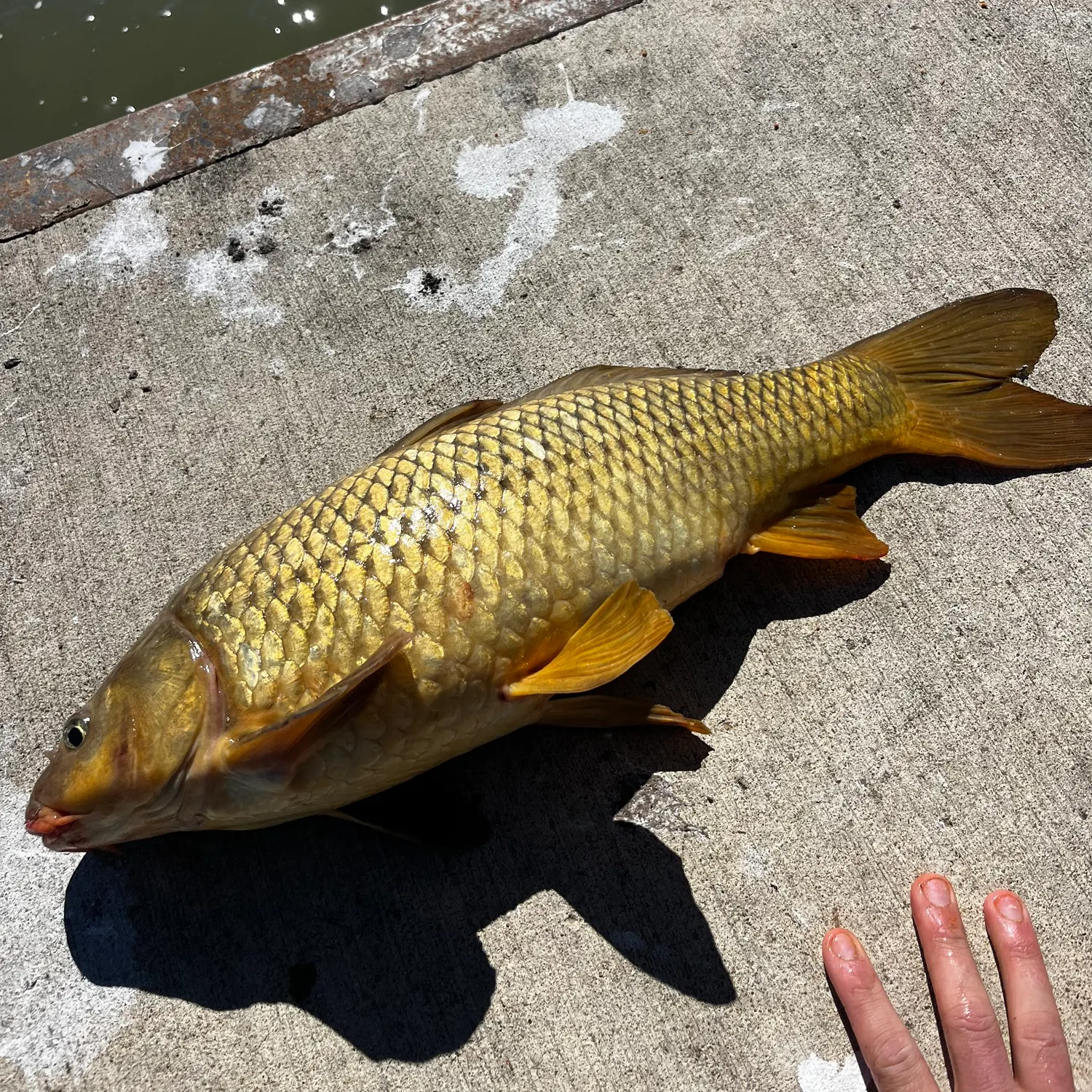 Common carp caught on Fishbrain