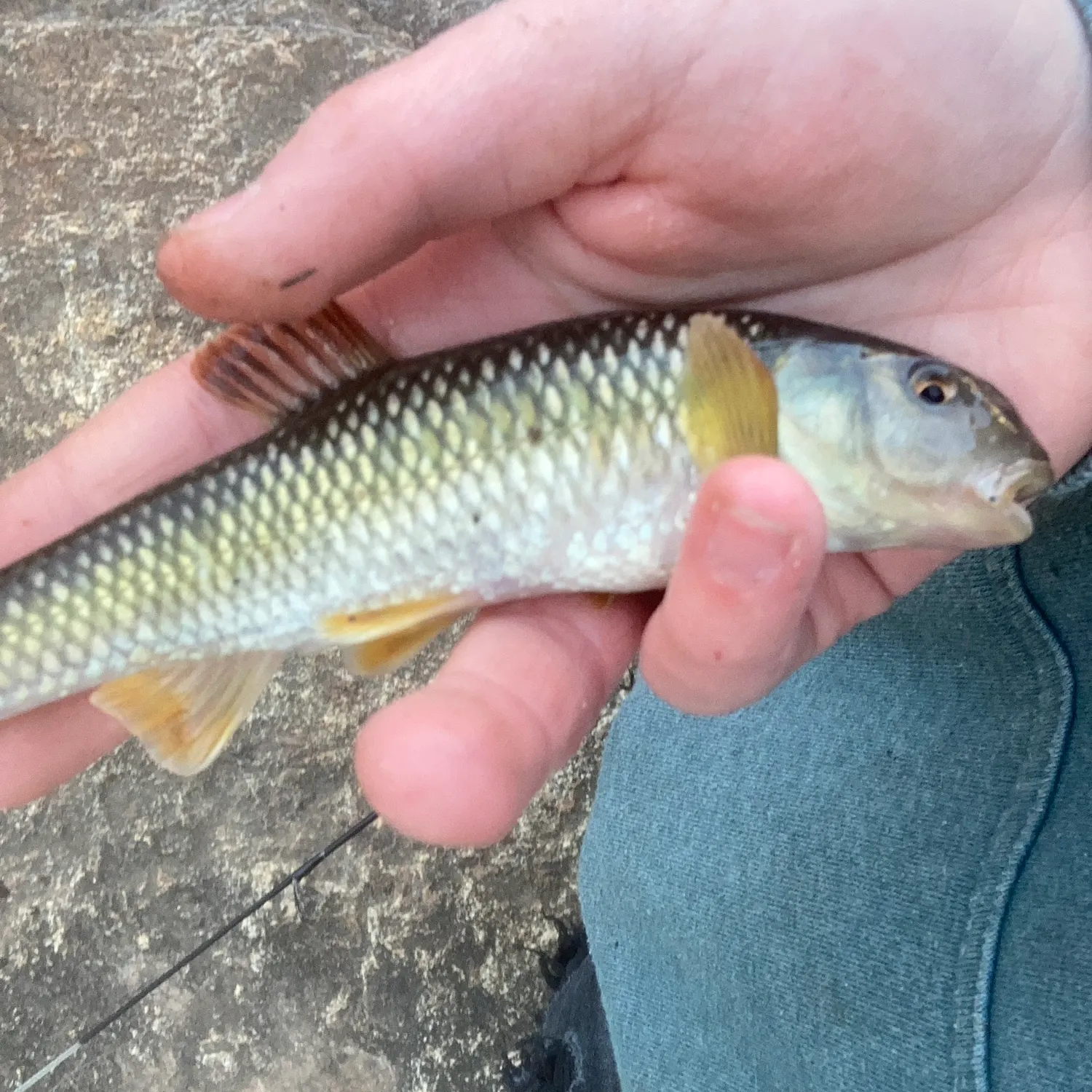 The most recent Bluehead chub catches on Fishbrain